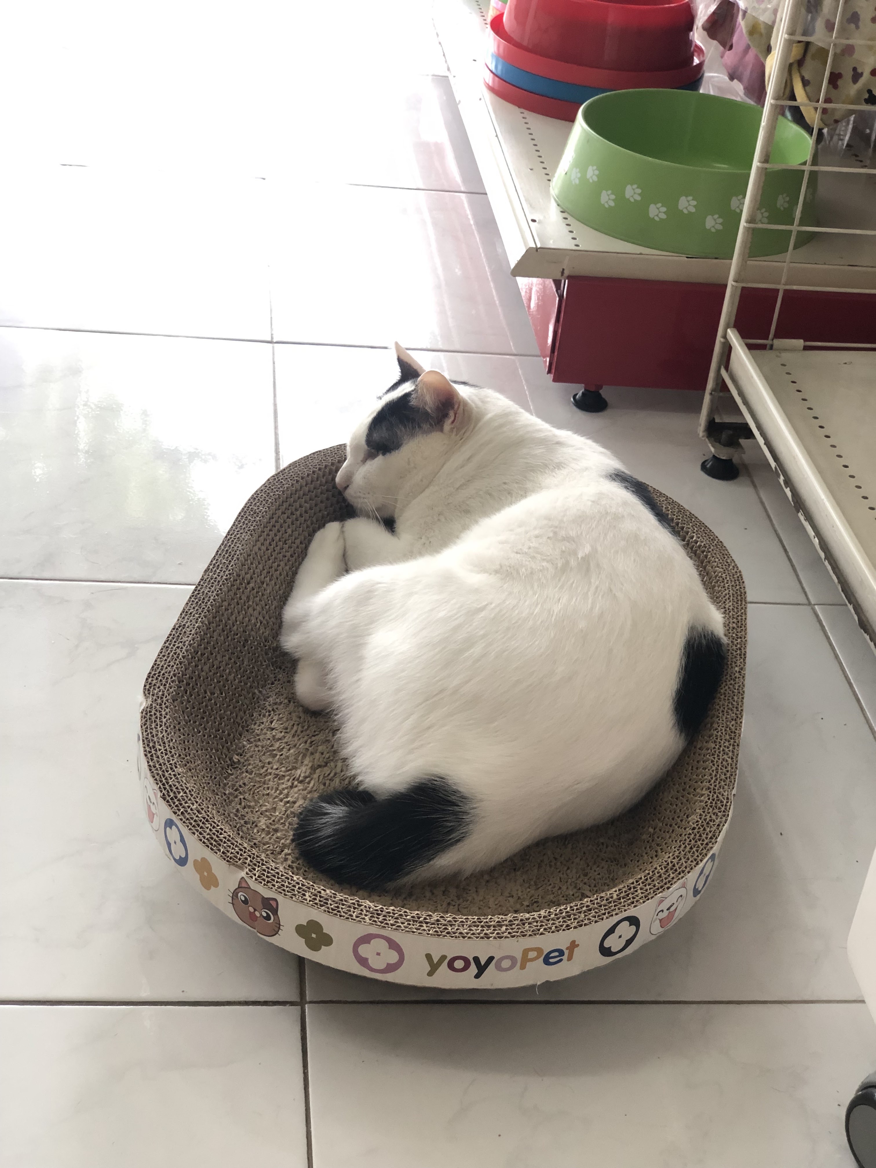Indra Animal Hospital