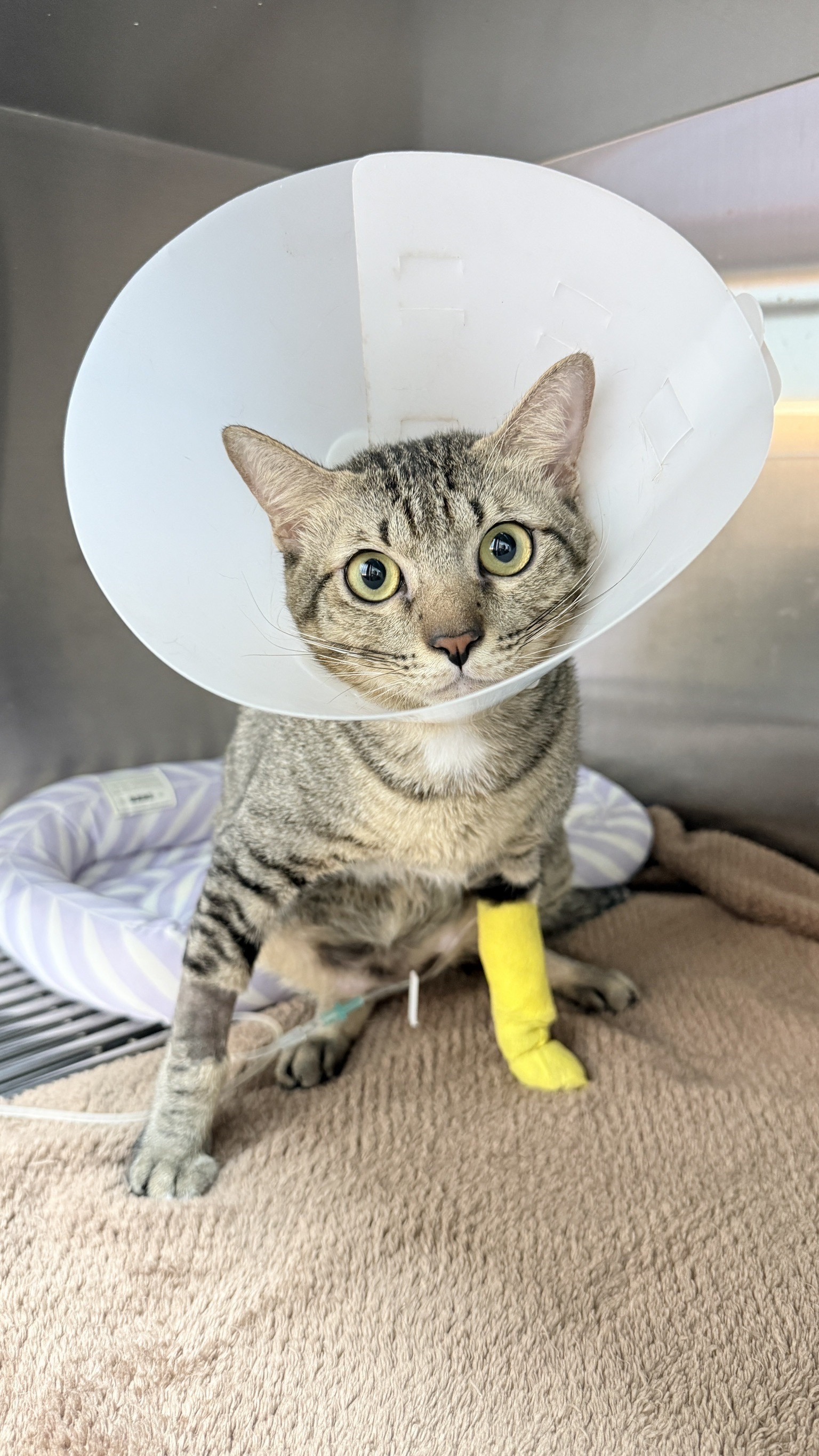 24 (PridePhat Pet Hospital)