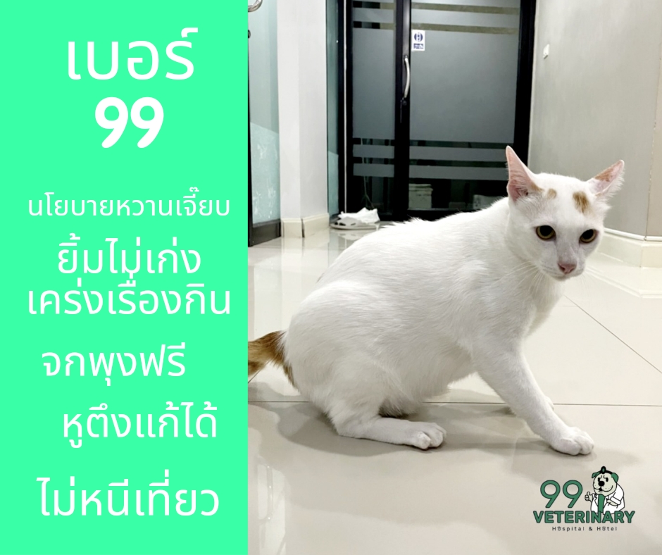 99 Veterinary Hospital and Hotel - Neurology Clinic