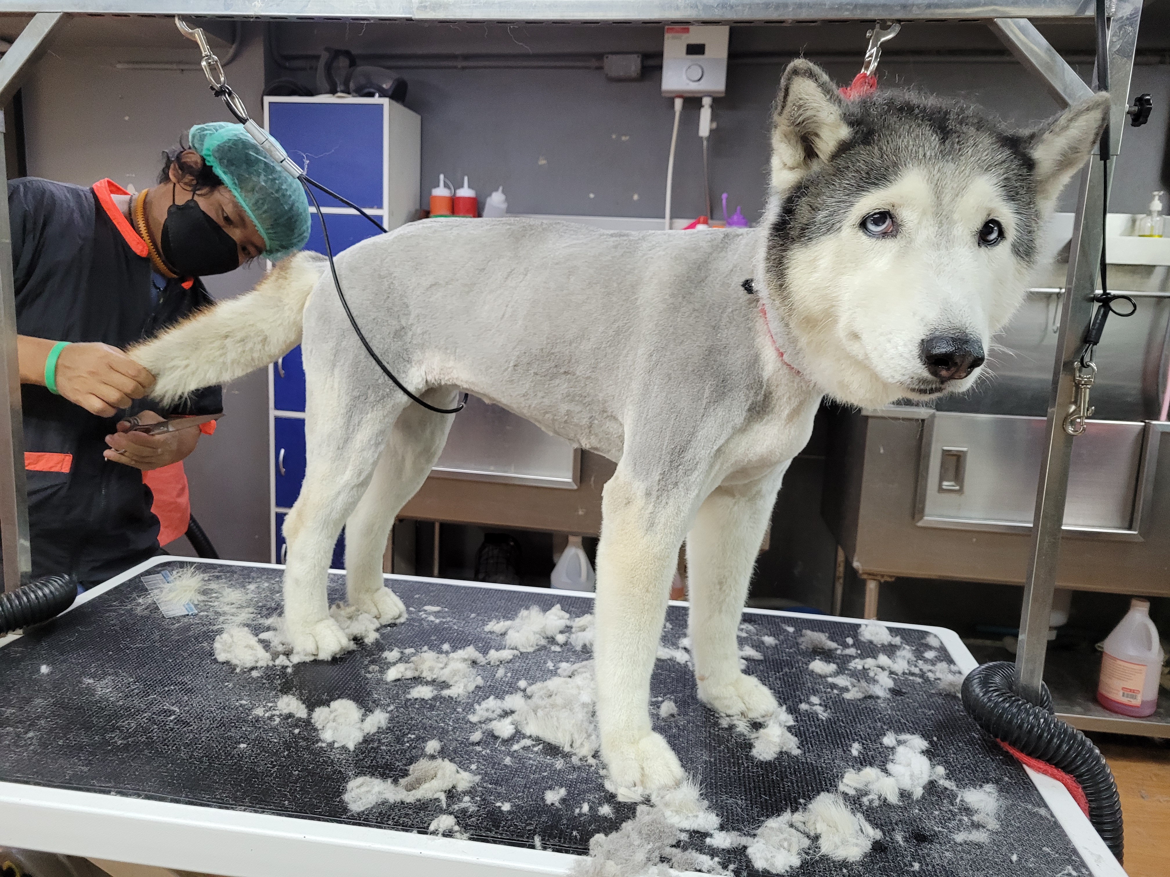 Animal Hospital Pet Secret