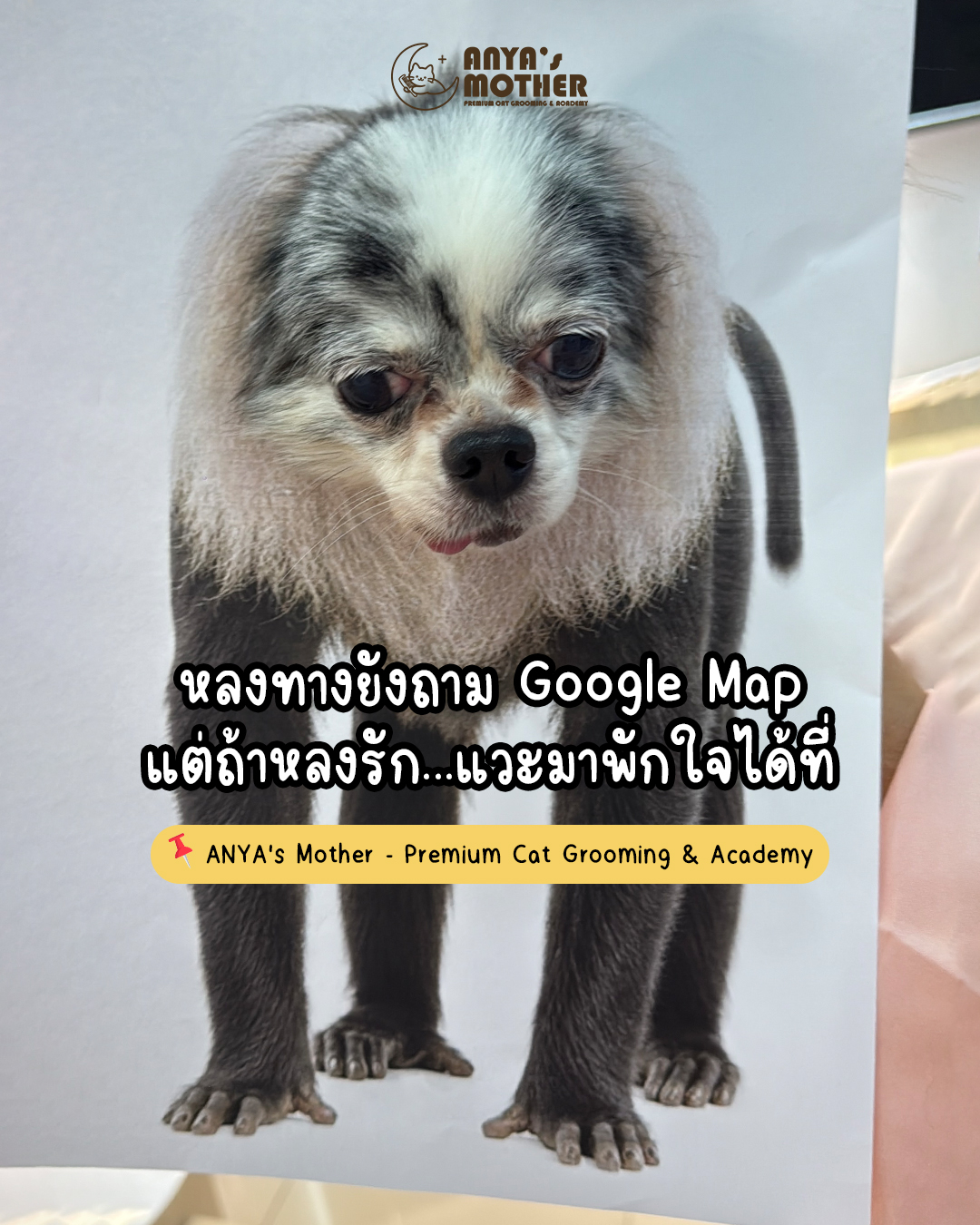 Anya's Mother Premium Cat Grooming & Academy