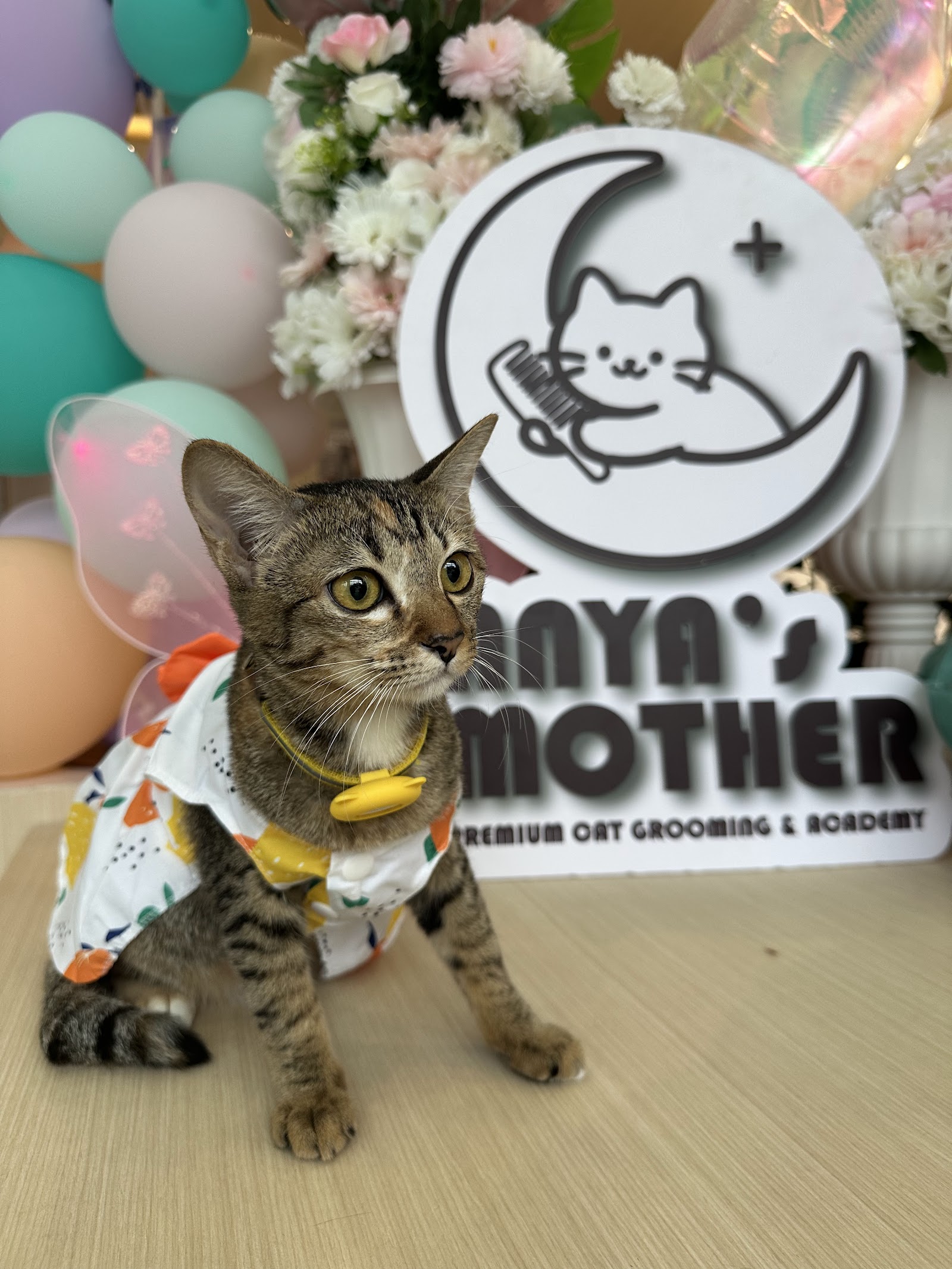 Anya's Mother Premium Cat Grooming & Academy