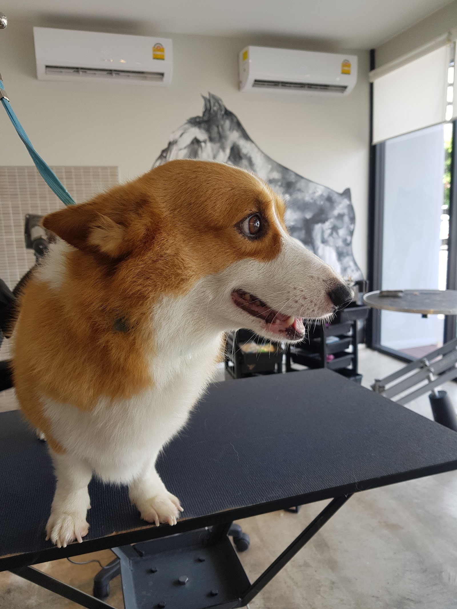 Aquadog Salon