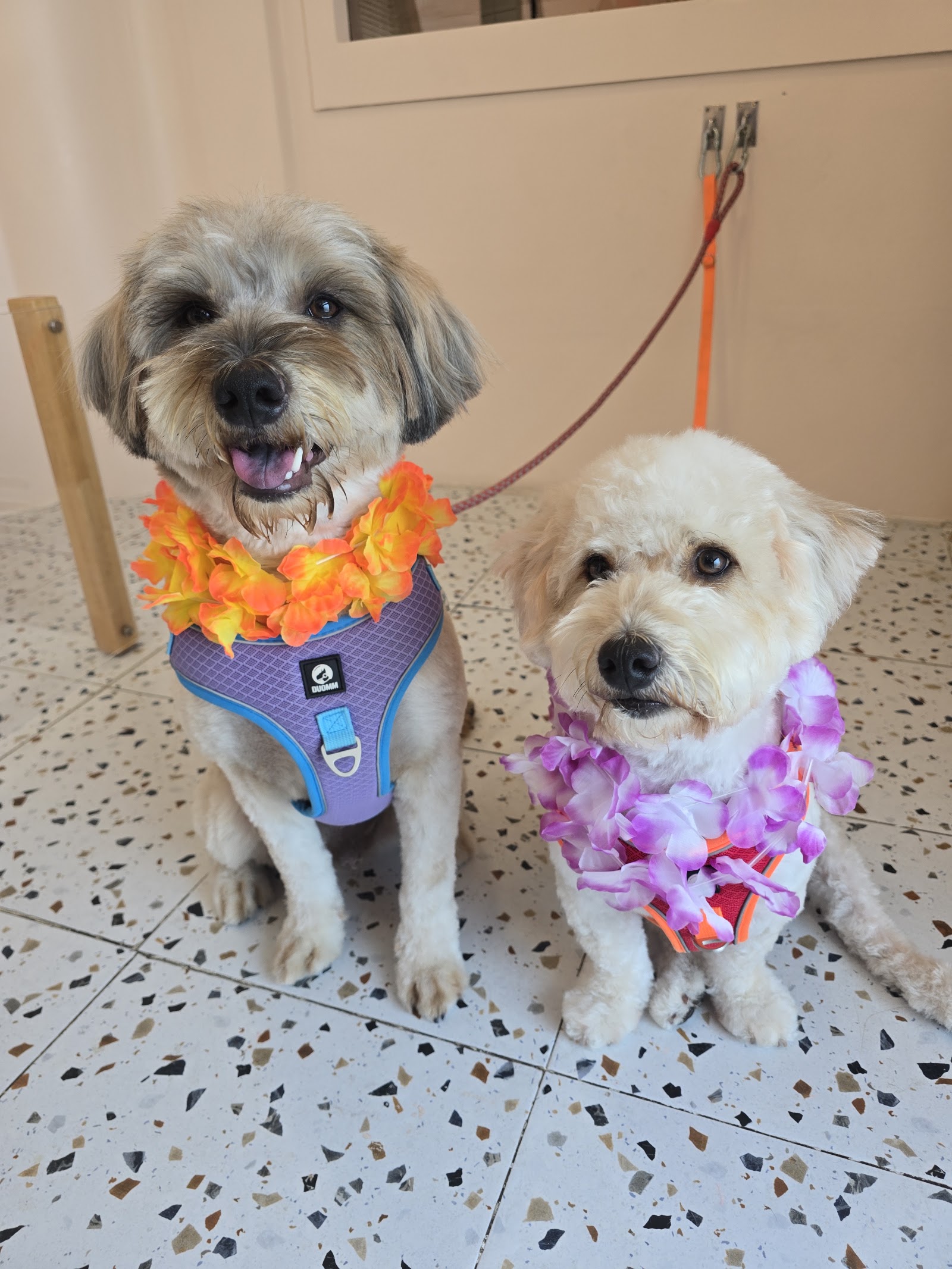 Arya Pet Grooming and Spa