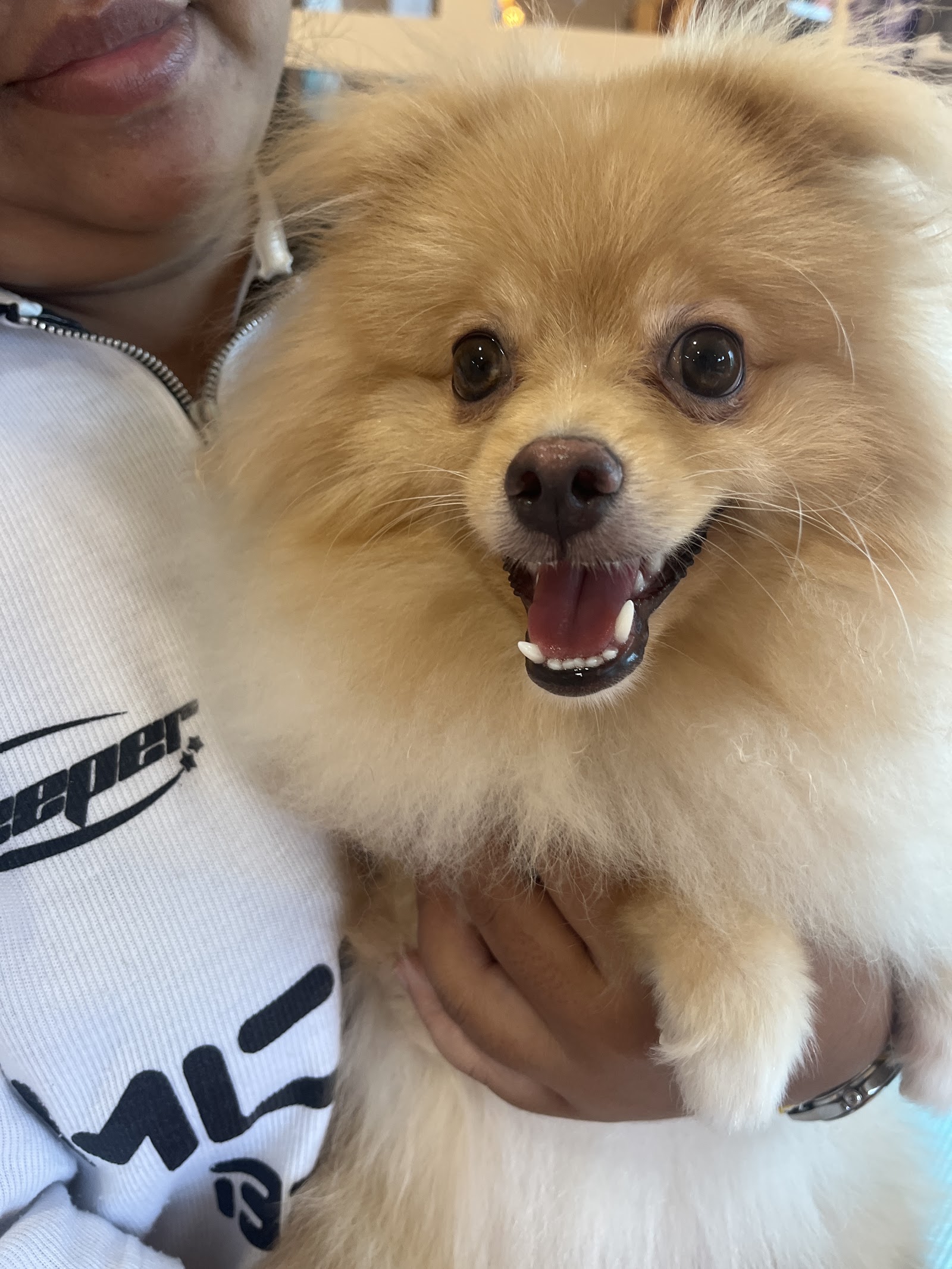 Arya Pet Grooming and Spa
