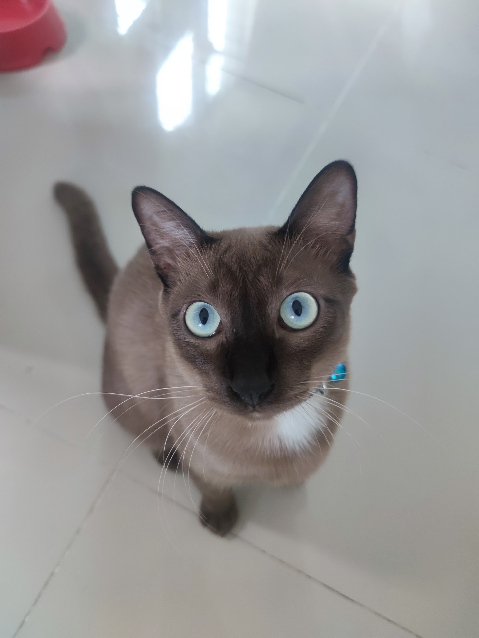 Aufu Petmart 66