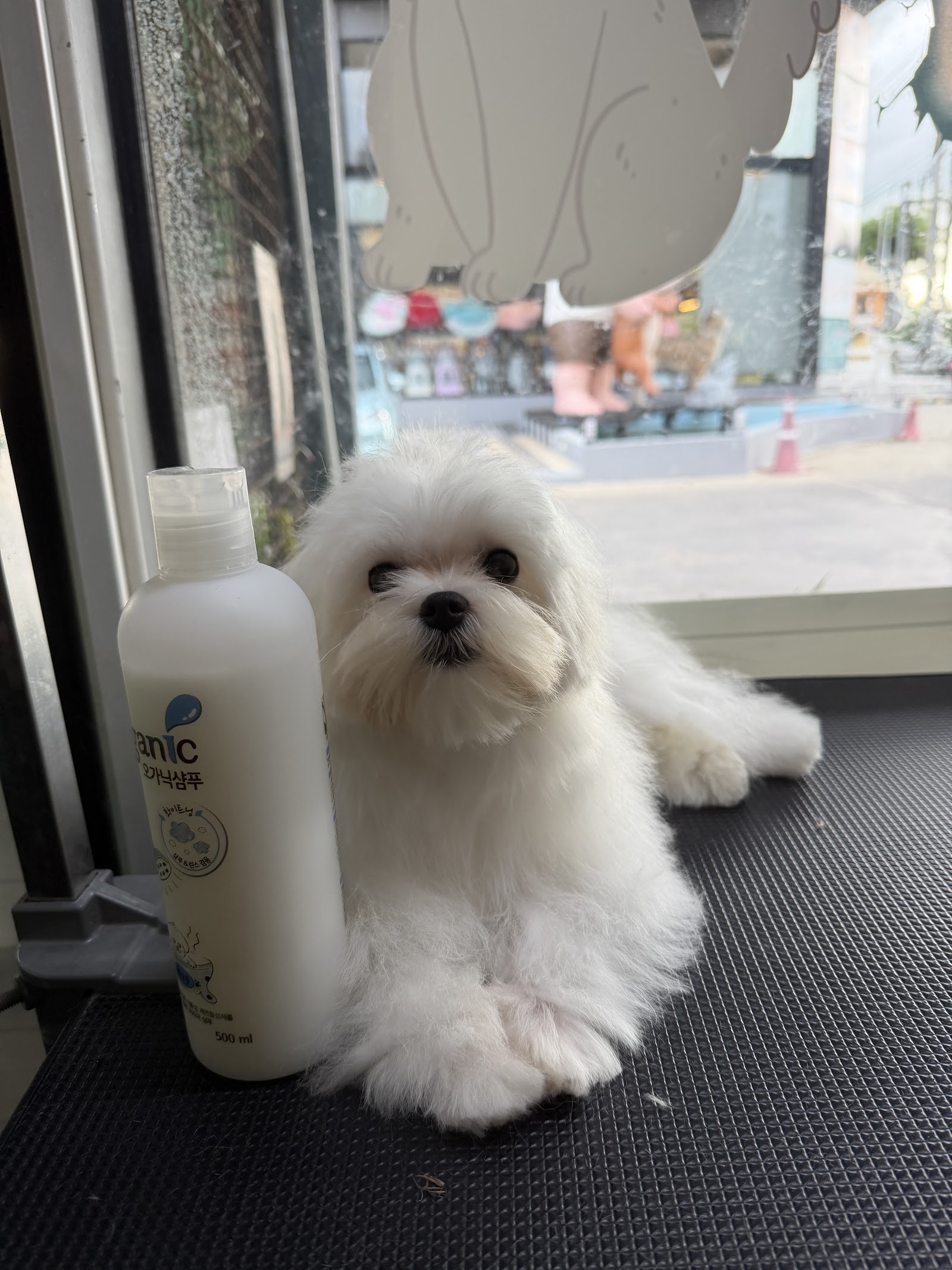 Aunt Pet Grooming (Bathing and Grooming Dogs & Cats)