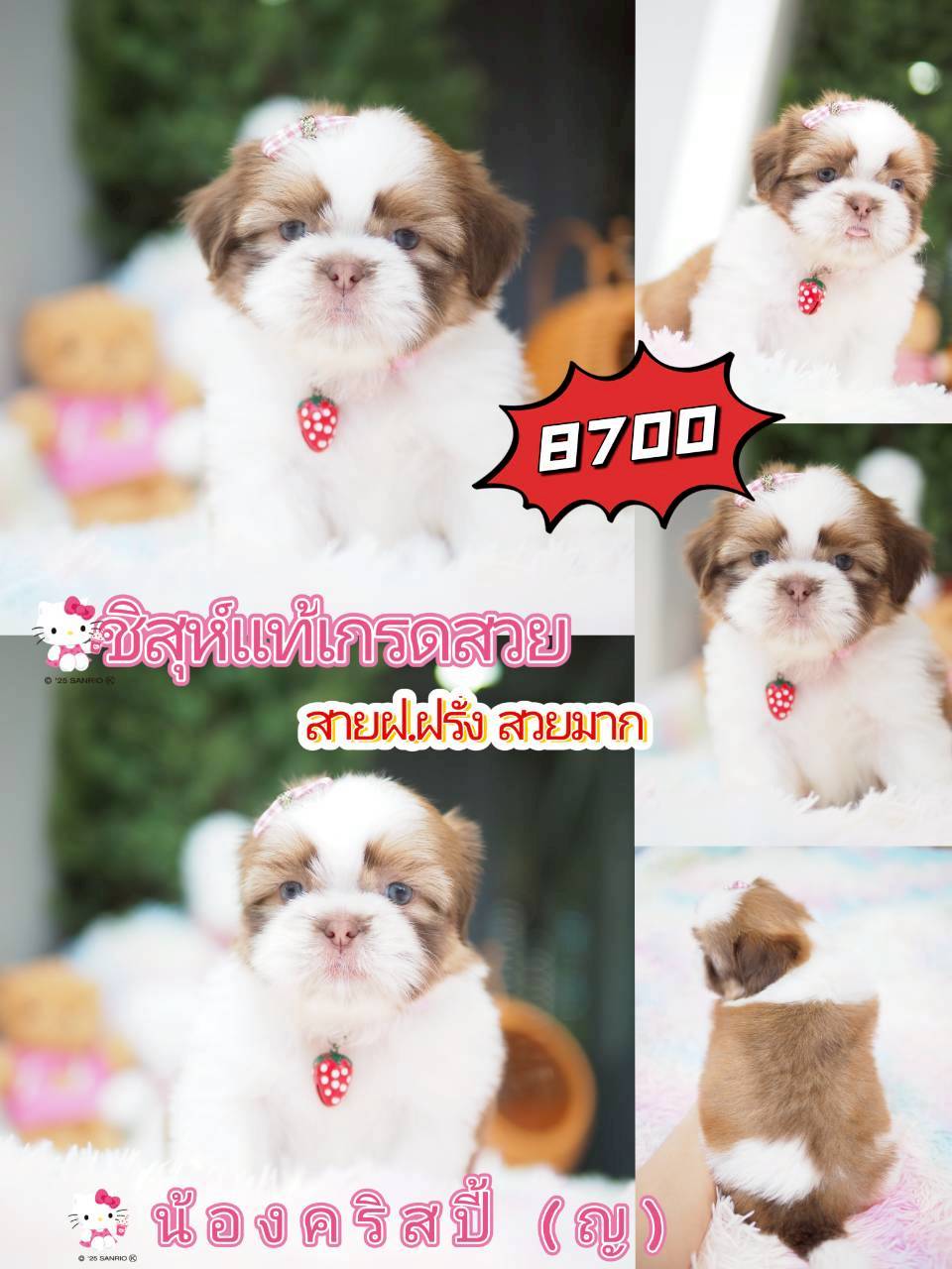 Baan Kibzaa Shihtzu