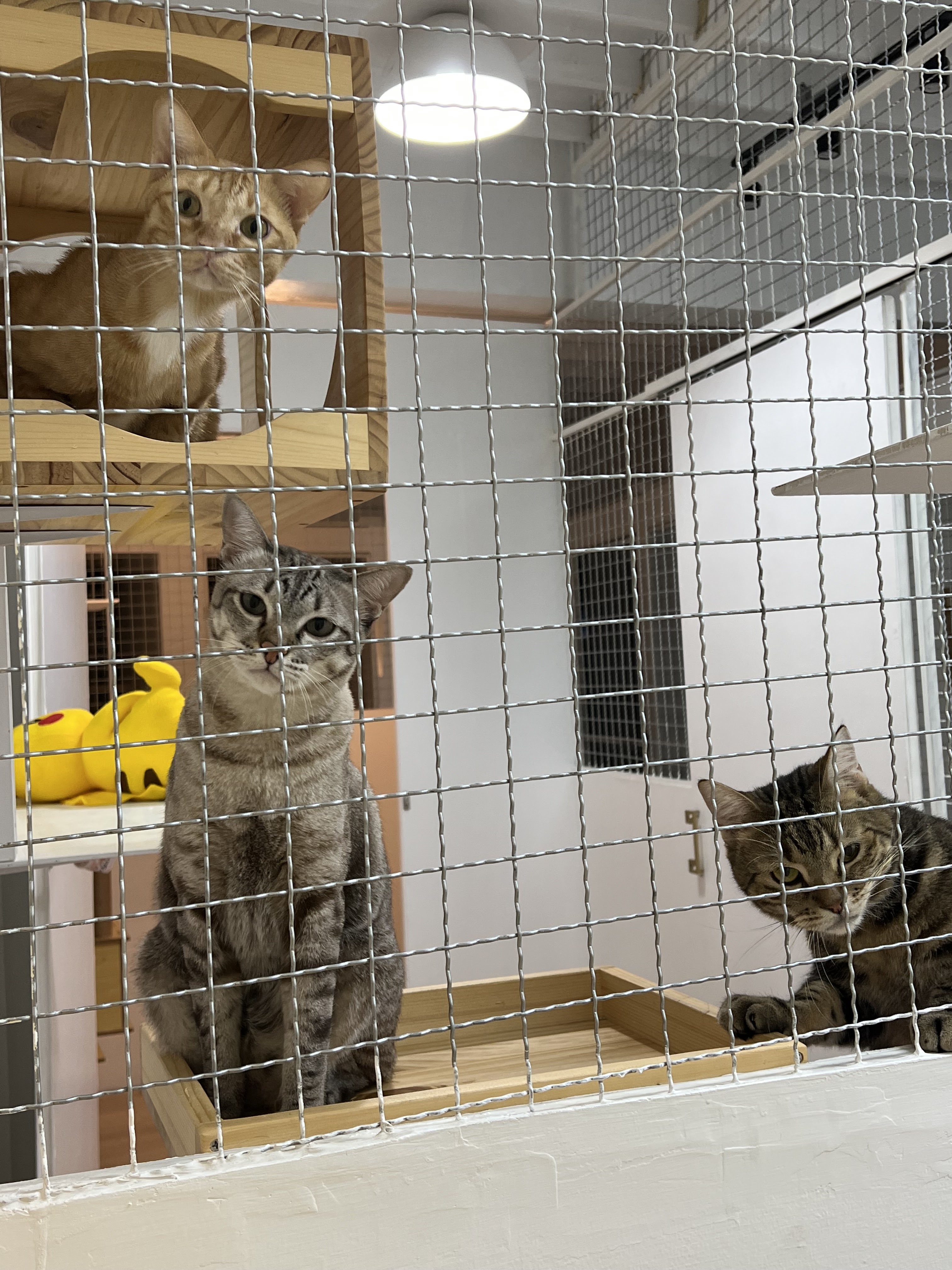 Baan Sena 2 Animal Clinic