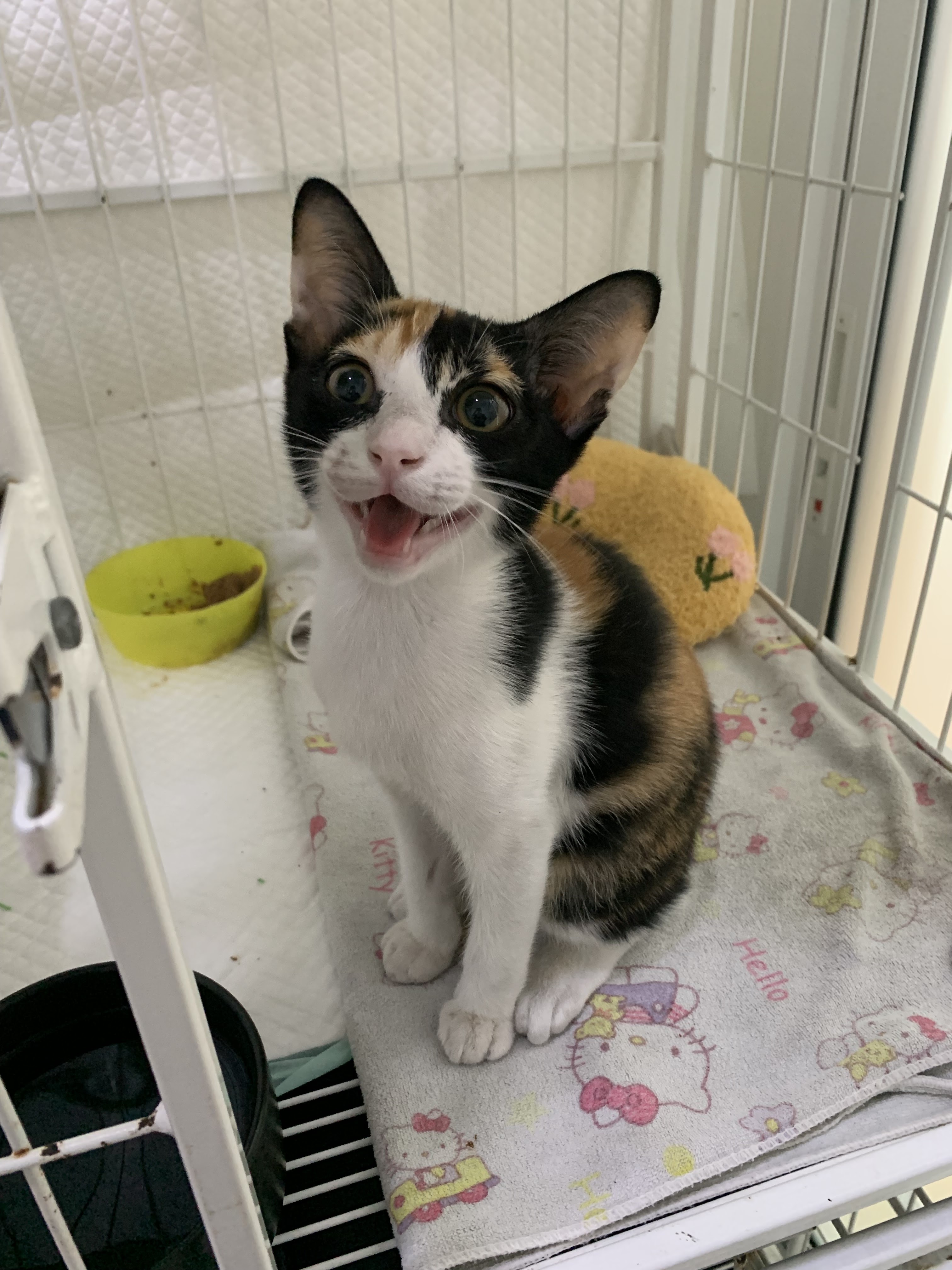 Baan-Si-Kao Pet Hospital
