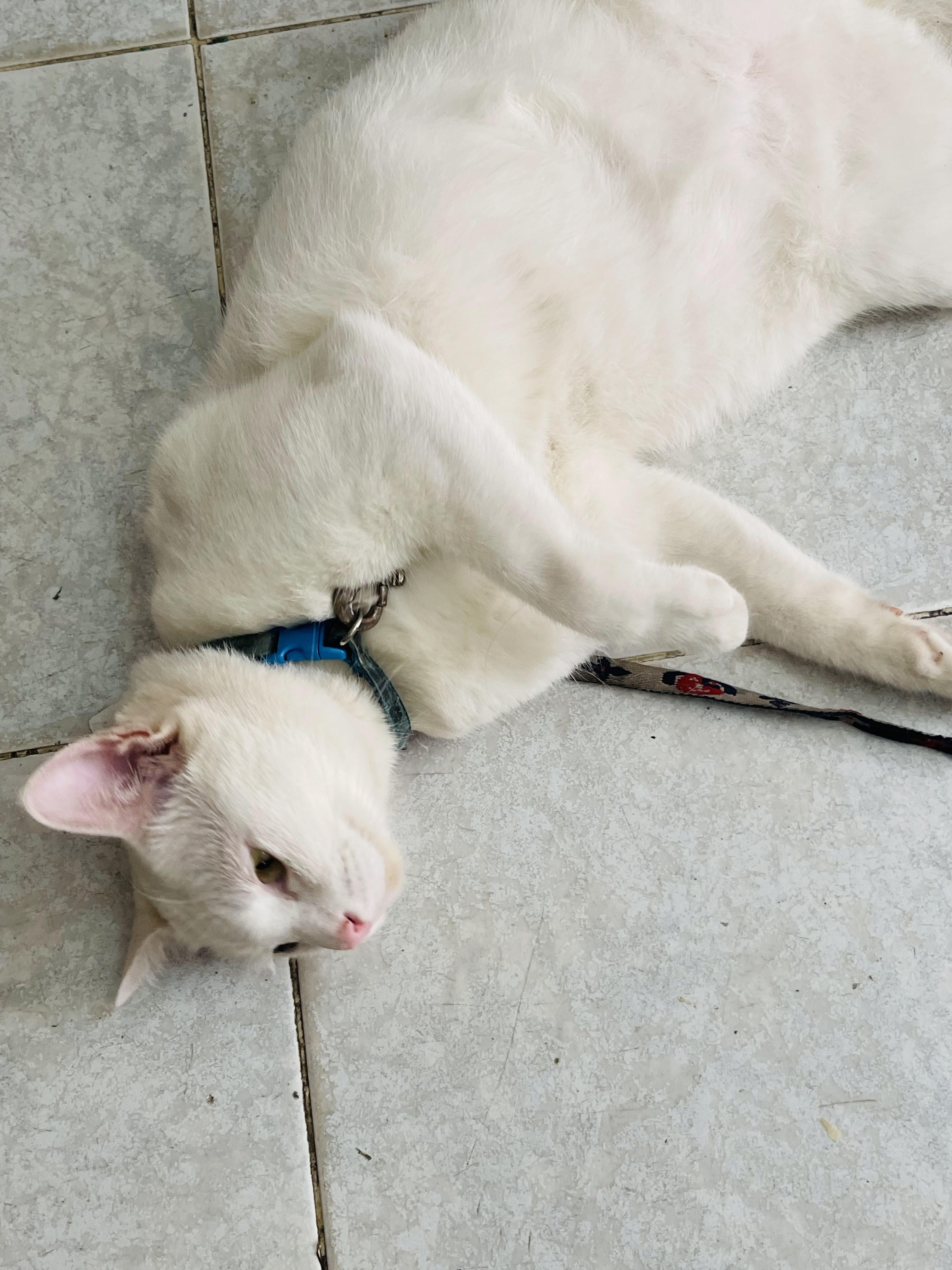 Bang Khun Thian Animal Hospital