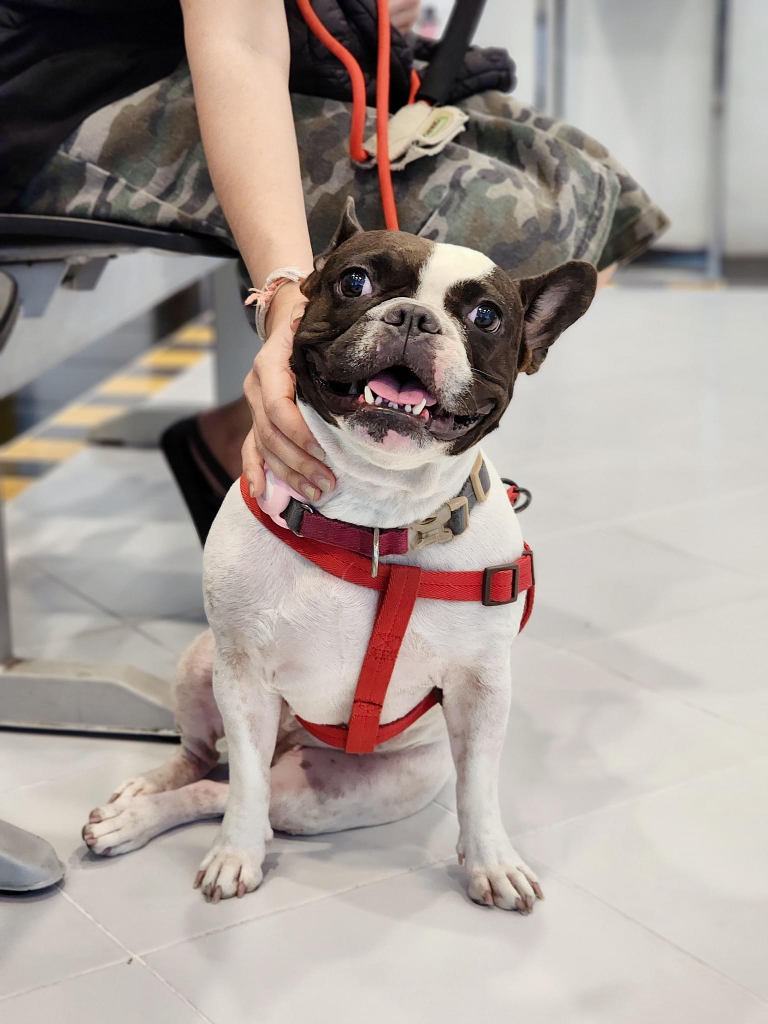 Bang Na Pet Hospital
