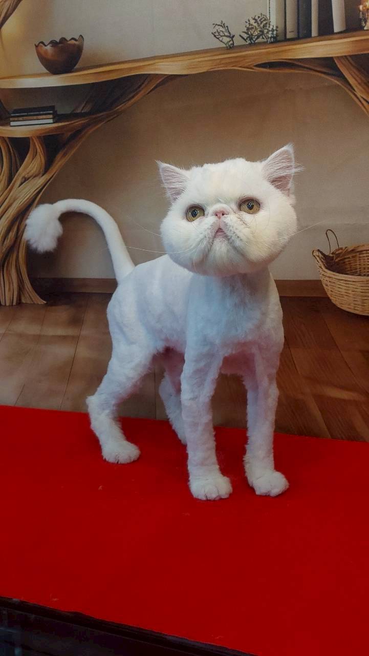 Bath and grooming dogs and cats, fat grooming, Phra Khanong, Sukhumvit