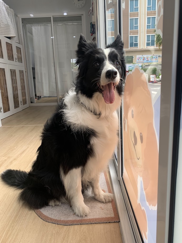 Beansfriend Pet Wellness Center