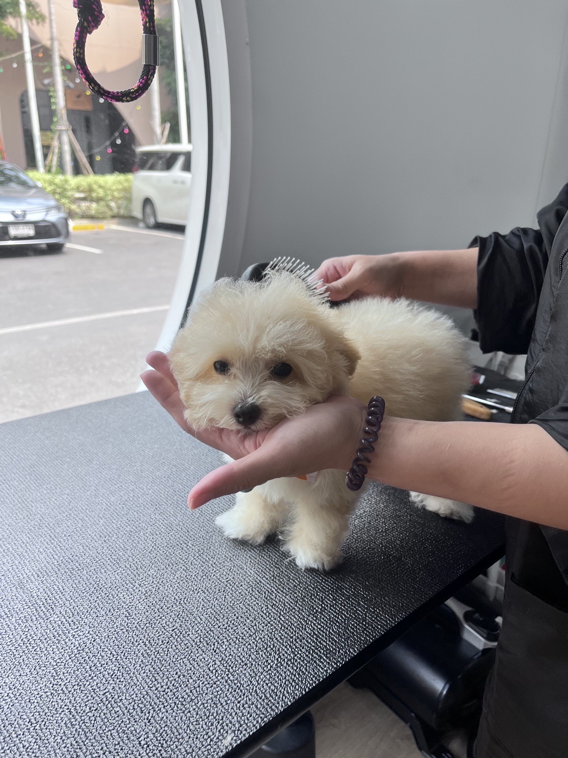 Beansfriend Pet Wellness Center