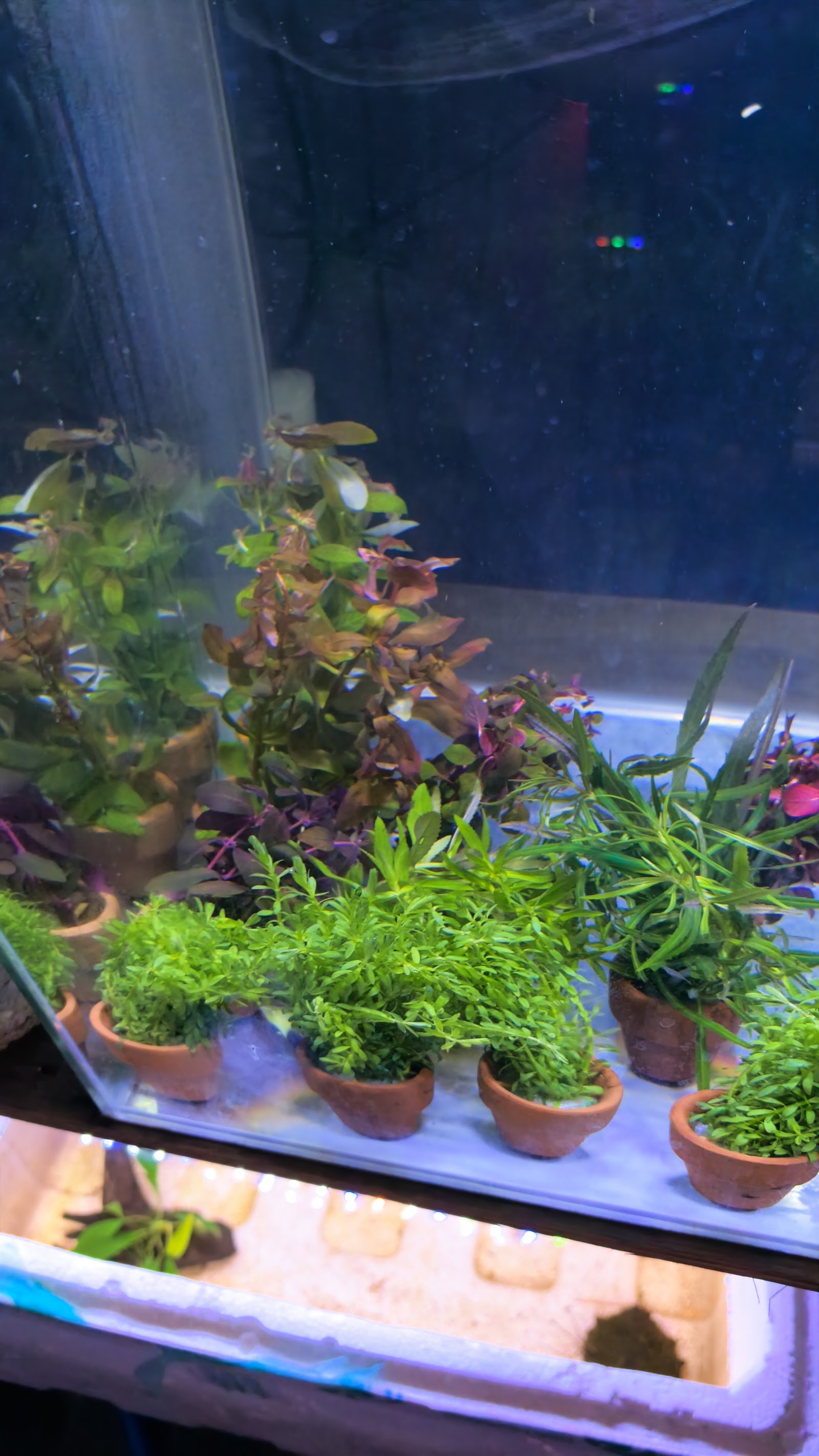 Beautiful fish shop