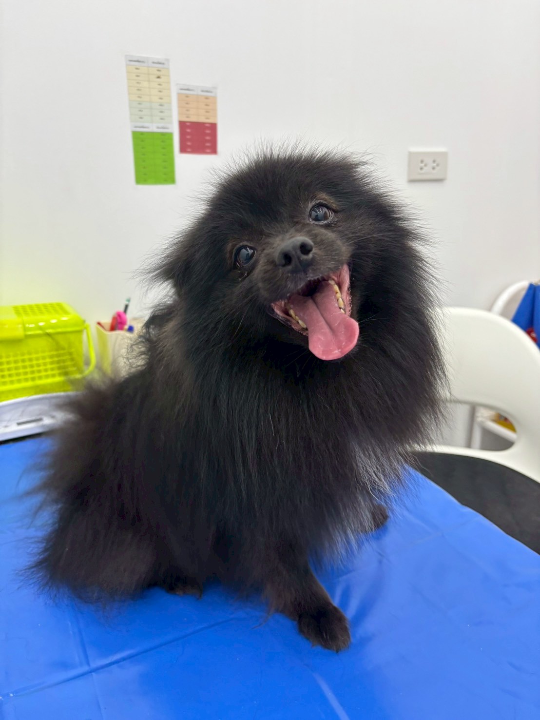 BLEZ Animal Clinic - DONKI Mall Thonglor