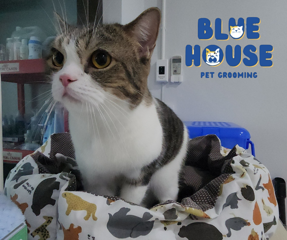 BLUEHOUSE PET GROOMING