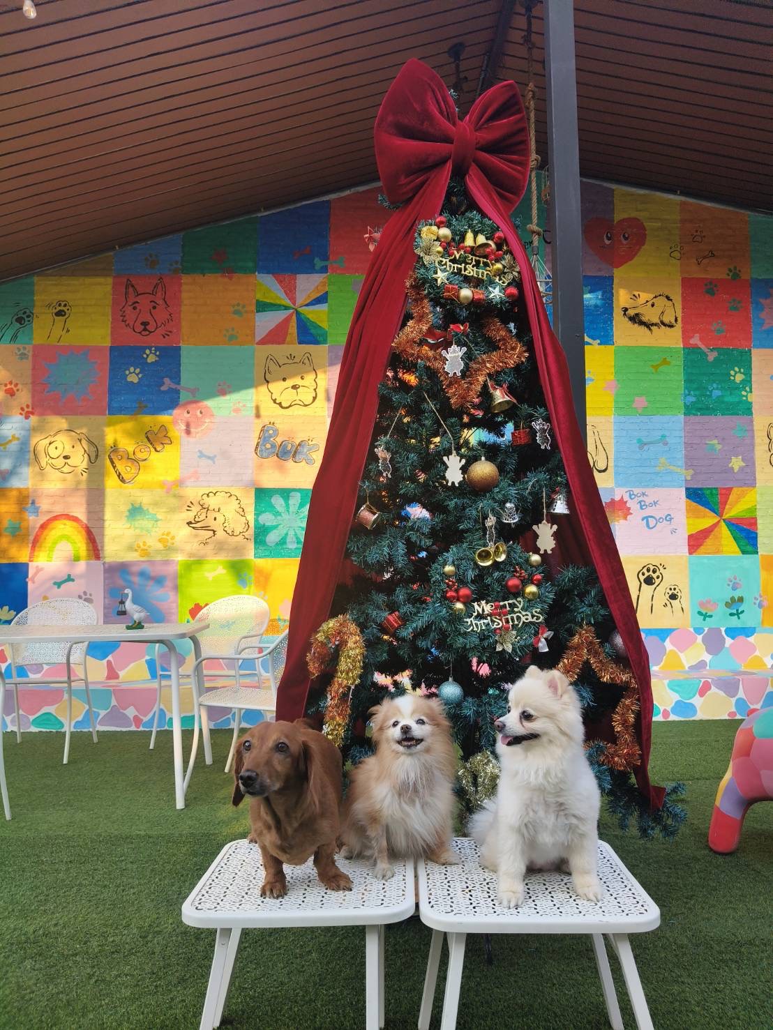 BokBokDog Club