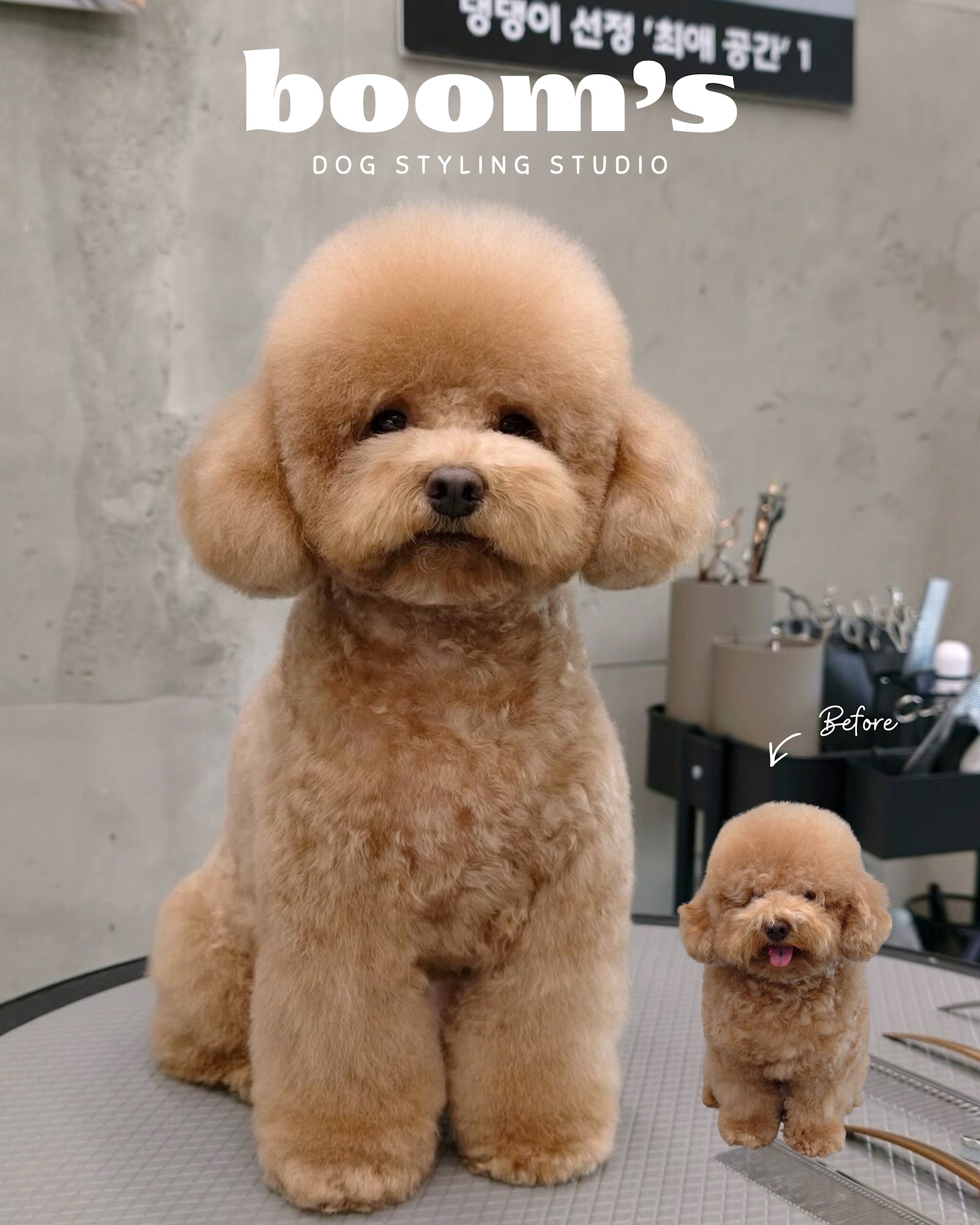 Booms Dog Styling Studio