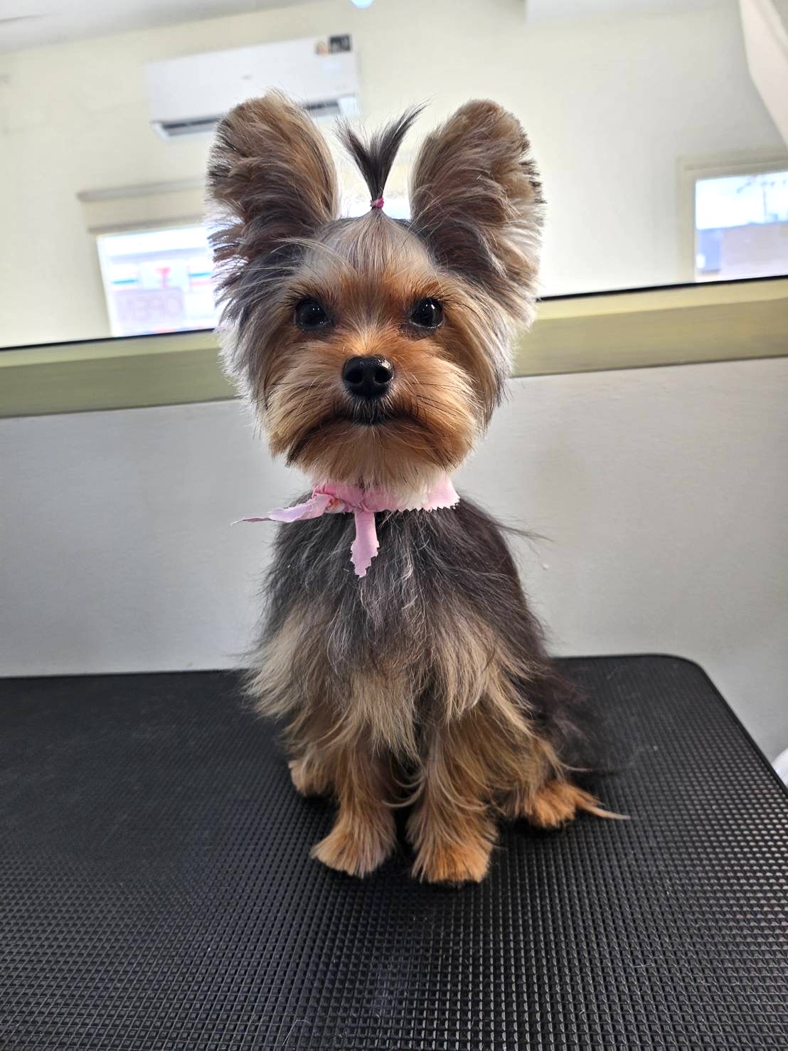 Buddy Pet Grooming