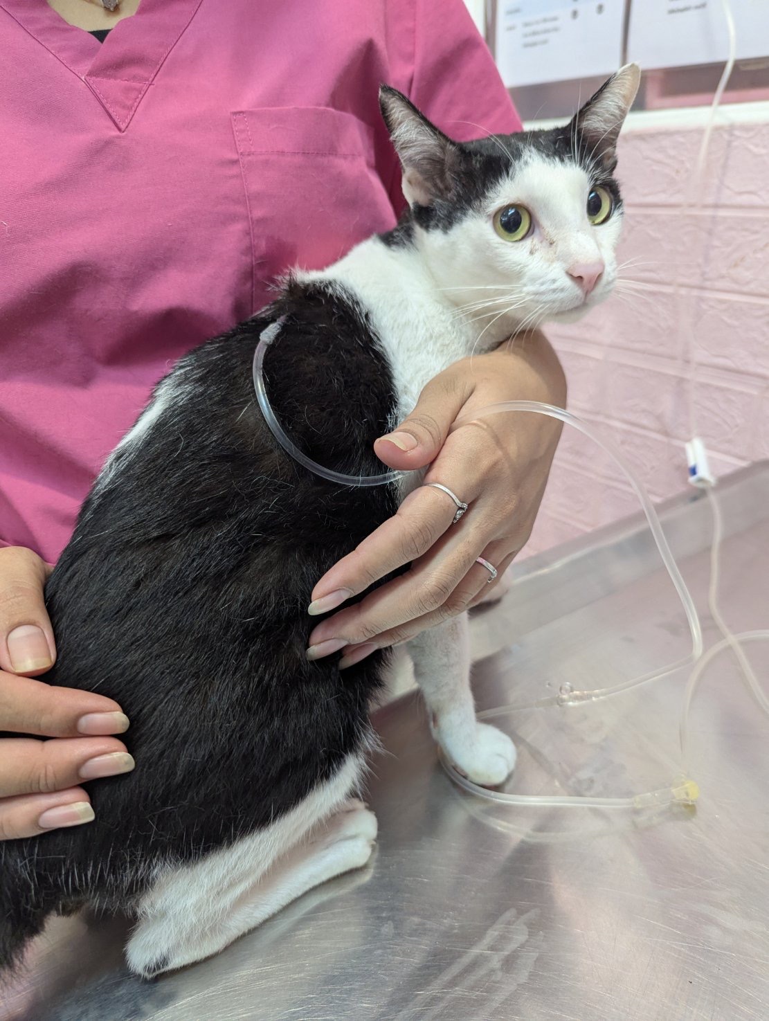 Bunkhum Veterinary