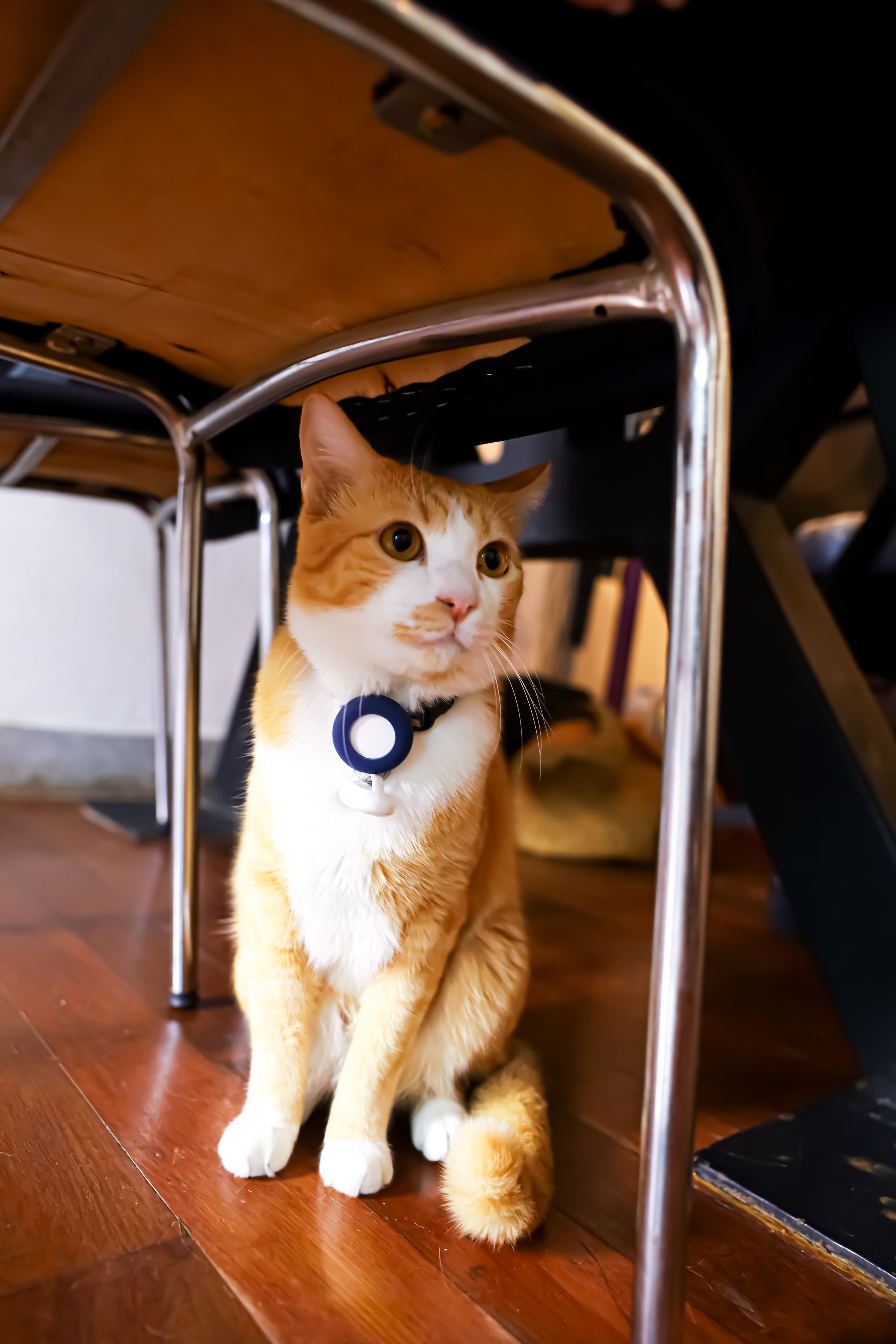 Buttercup Cat Hotel