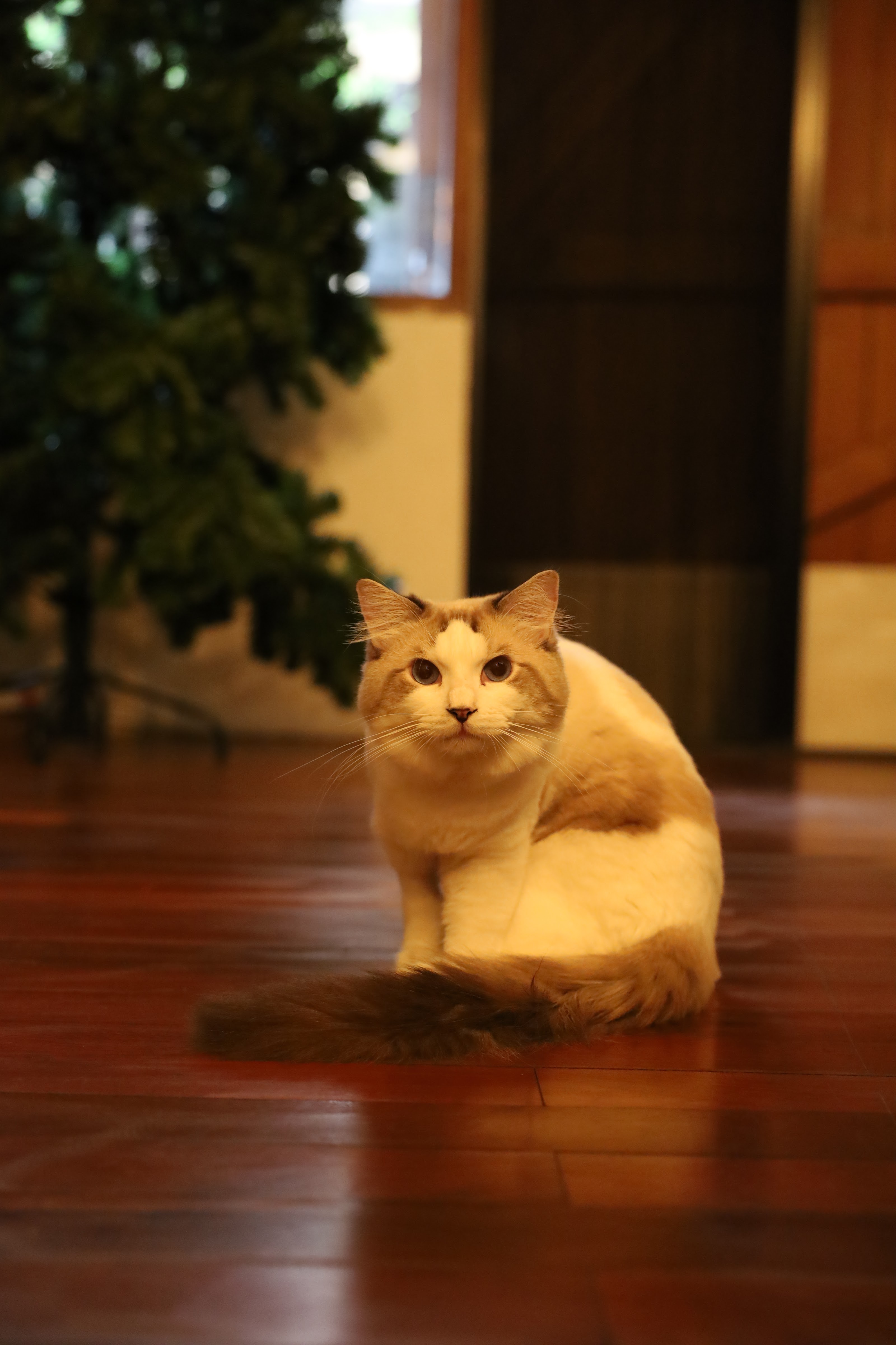 Buttercup Cat Hotel
