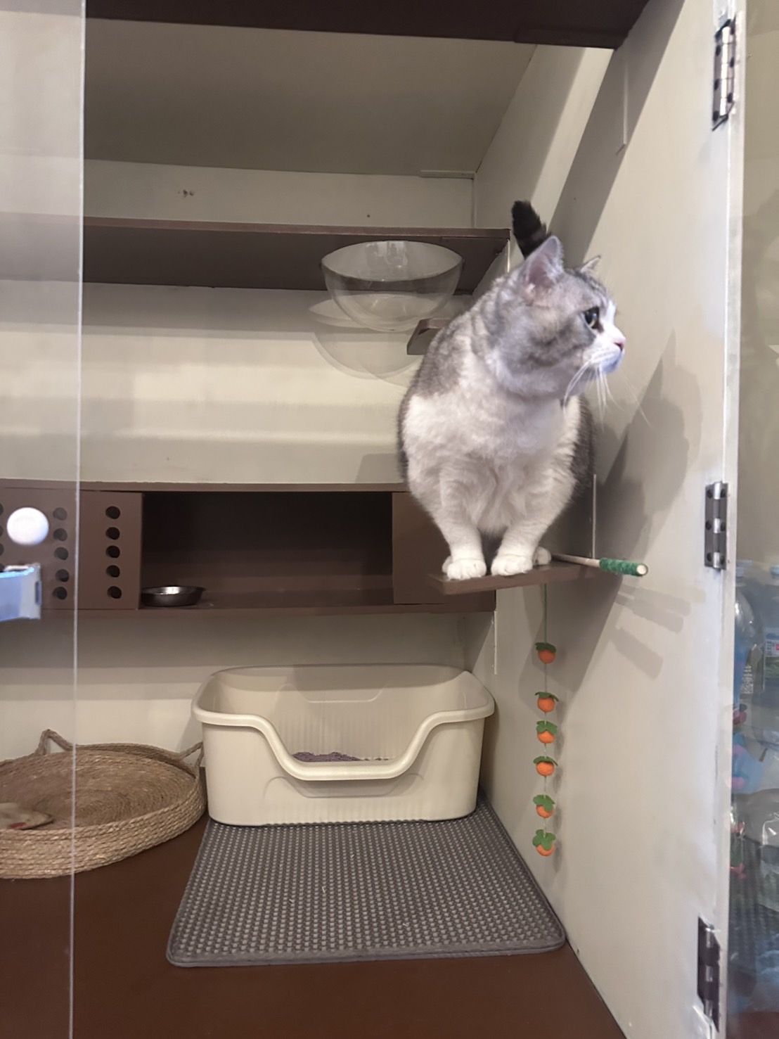 Buttercup Cat Hotel
