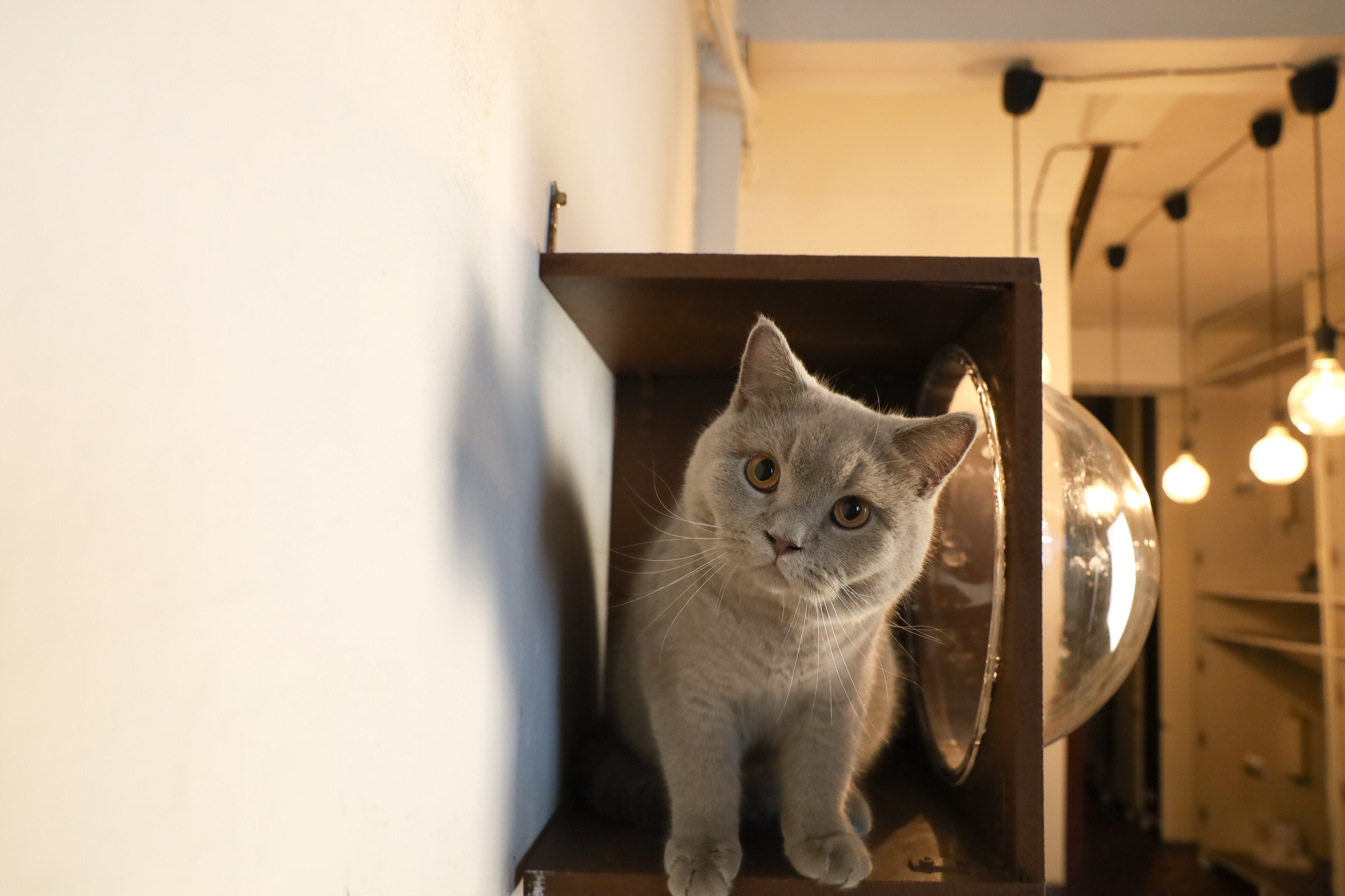 Buttercup Cat Hotel