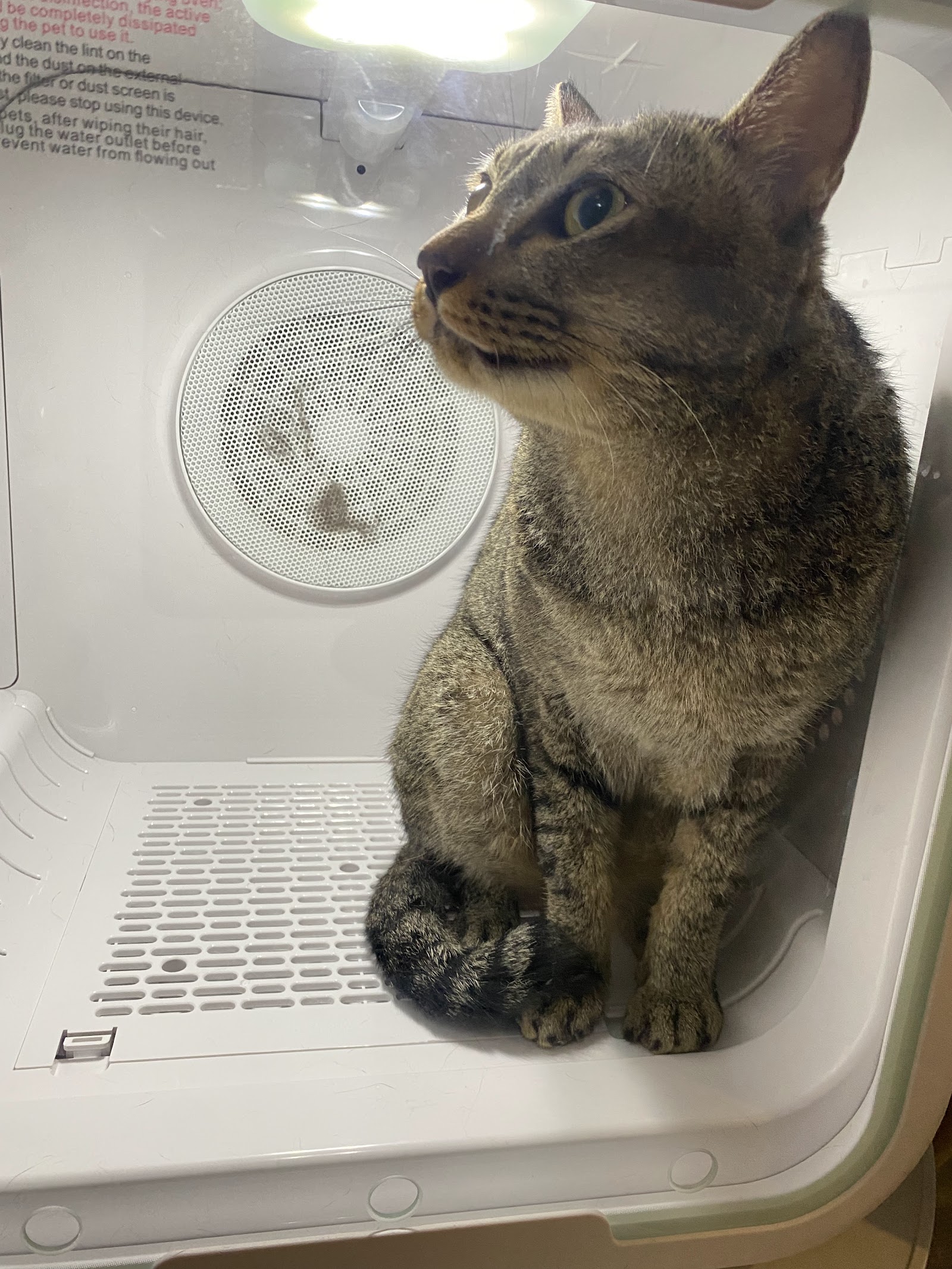 Cat Dip