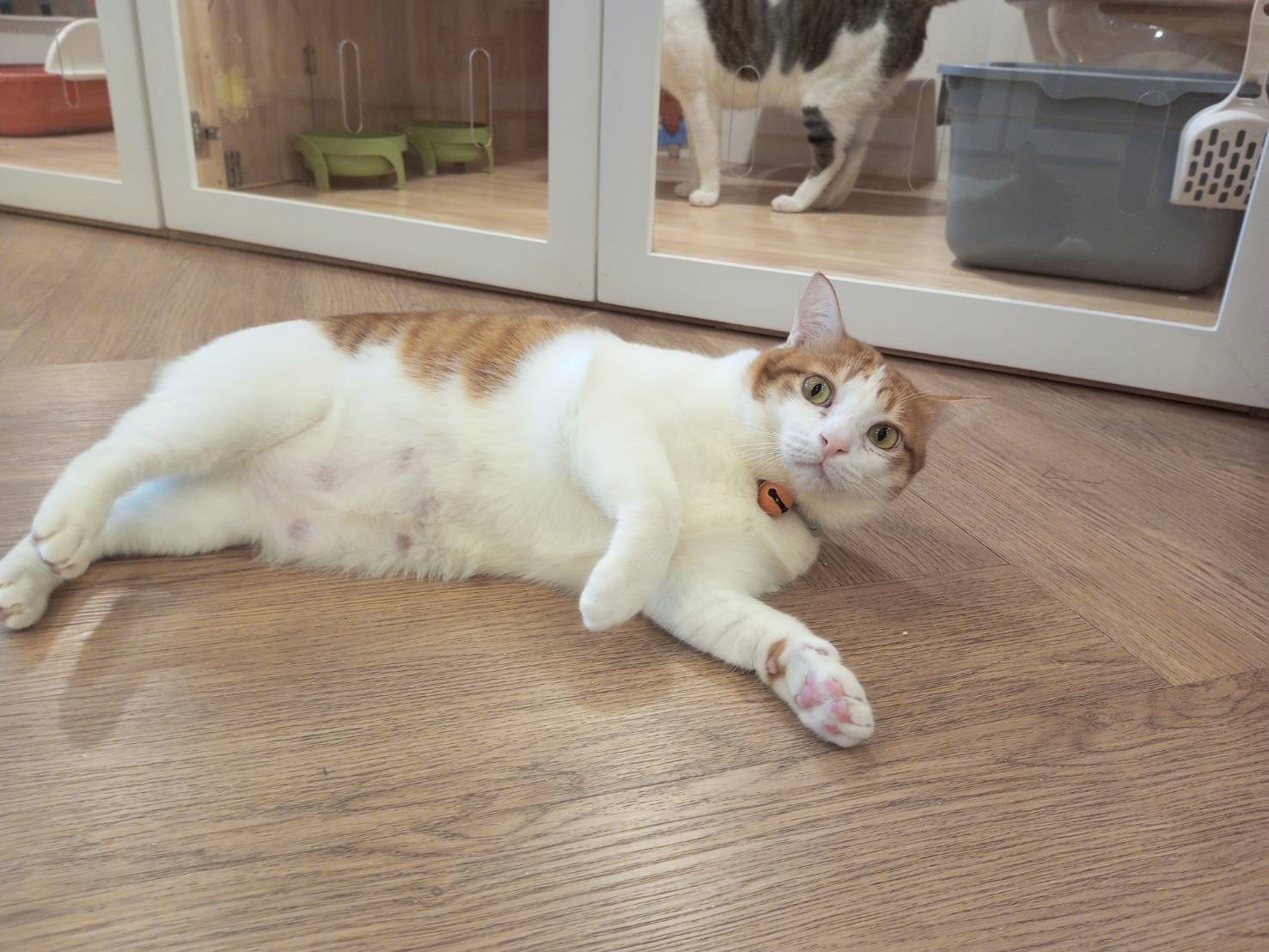 Catnap Cat Hotel