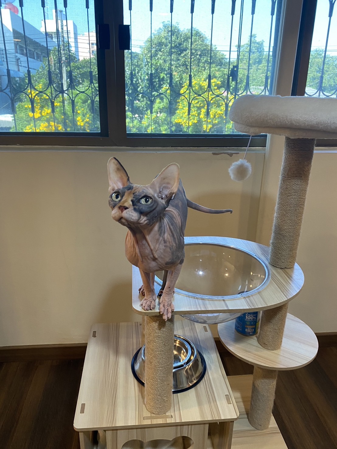 Catnap Cat Hotel