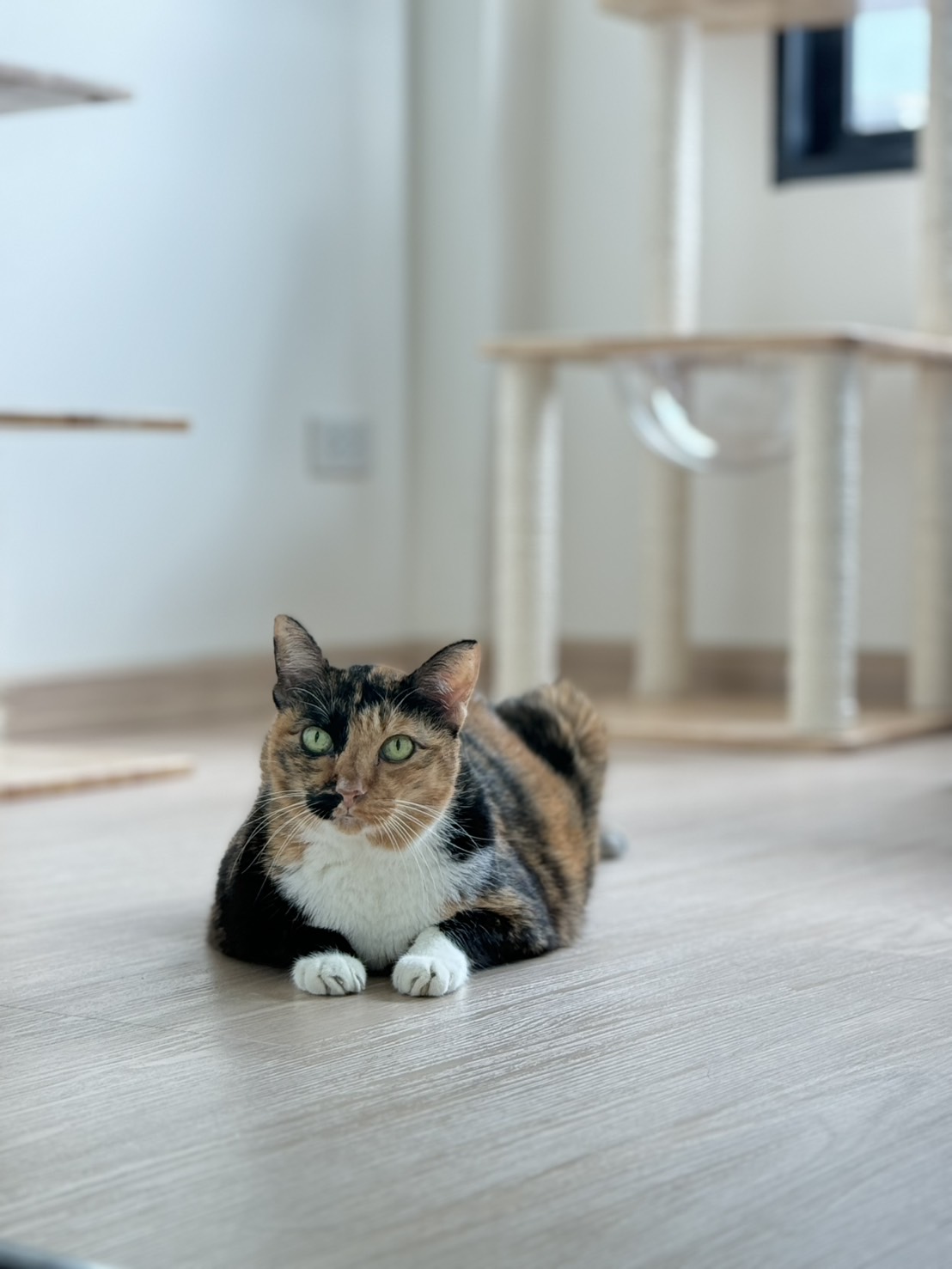 CATPAL CAT CLINIC AND HOTEL