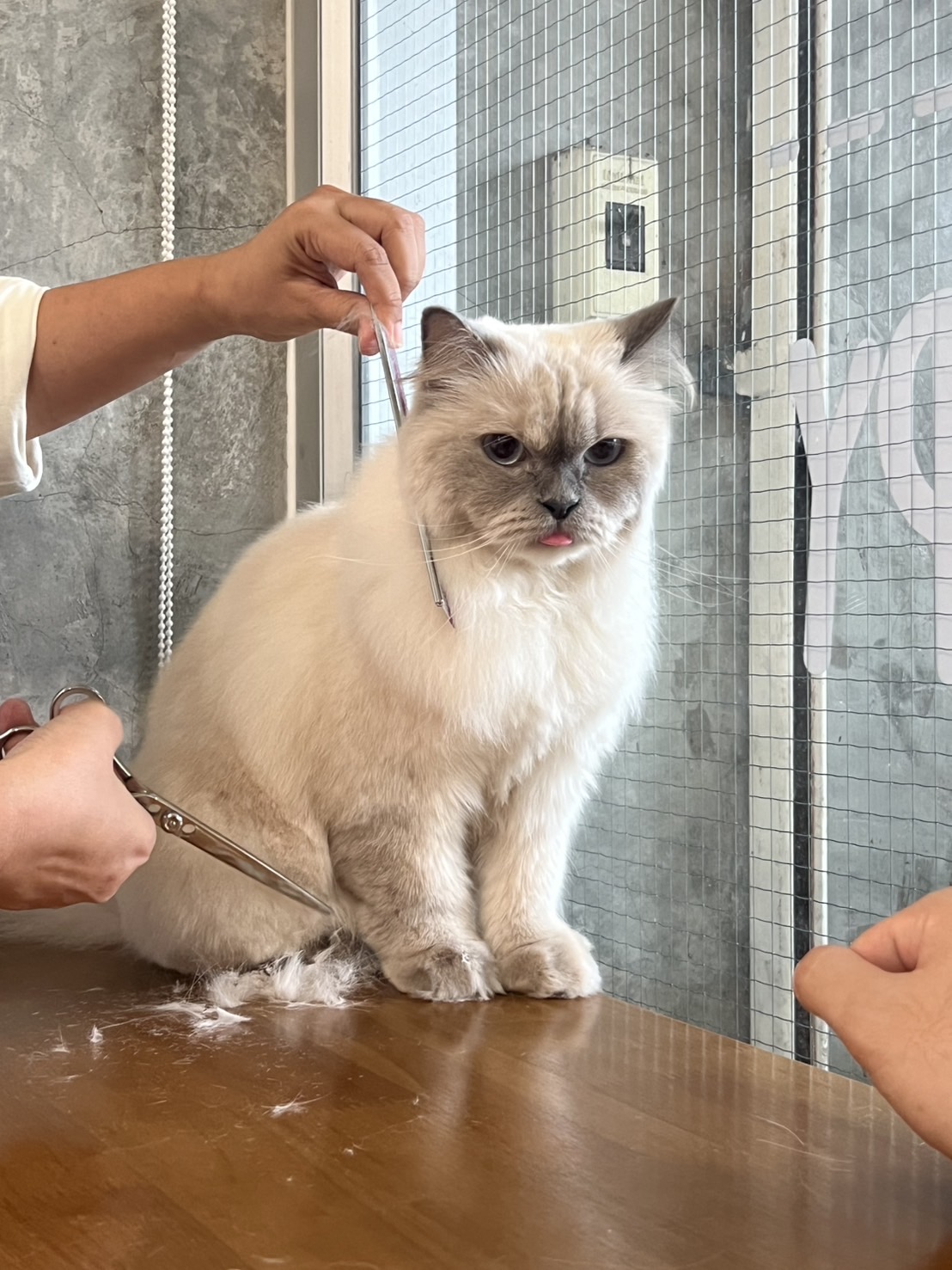 Catsody Happy Cat Grooming