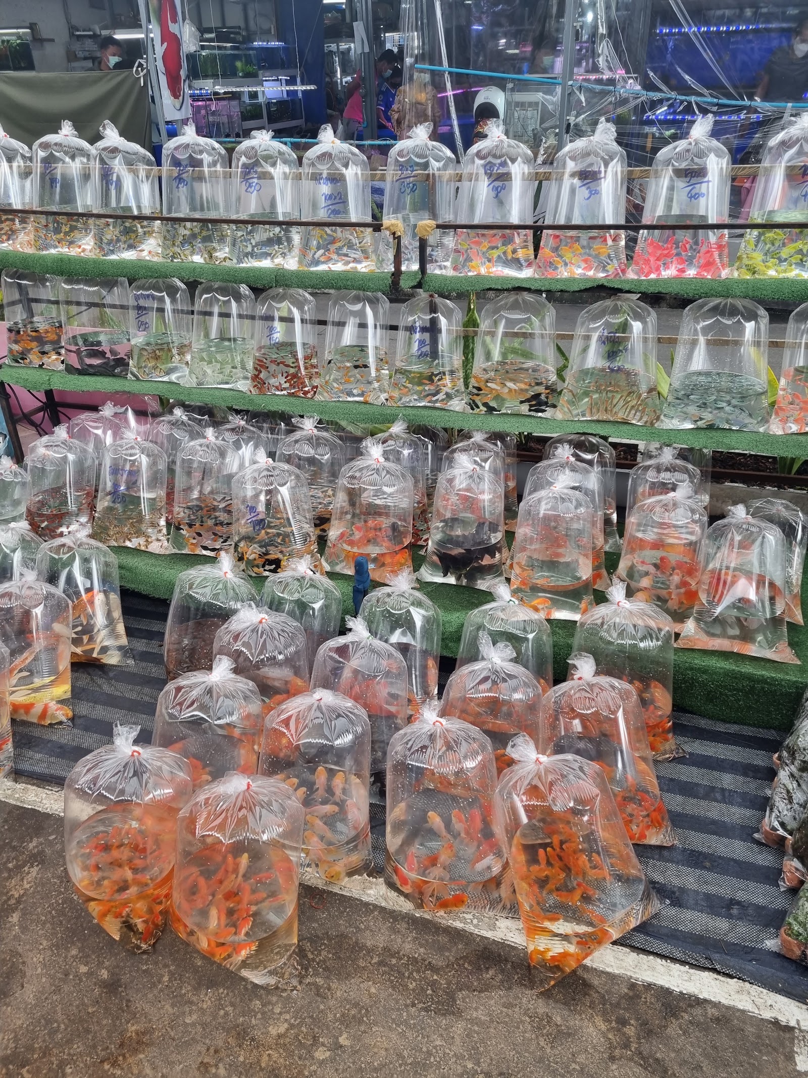 Chatuchak Fish Market