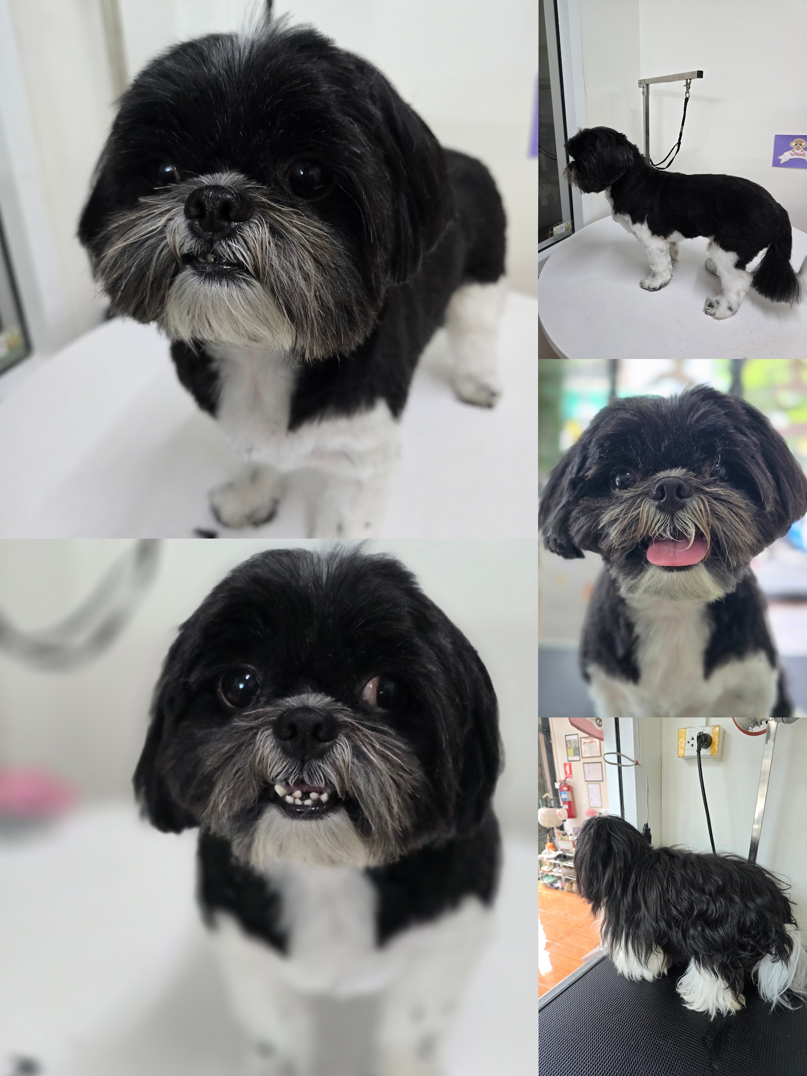 Cocoa Grooming
