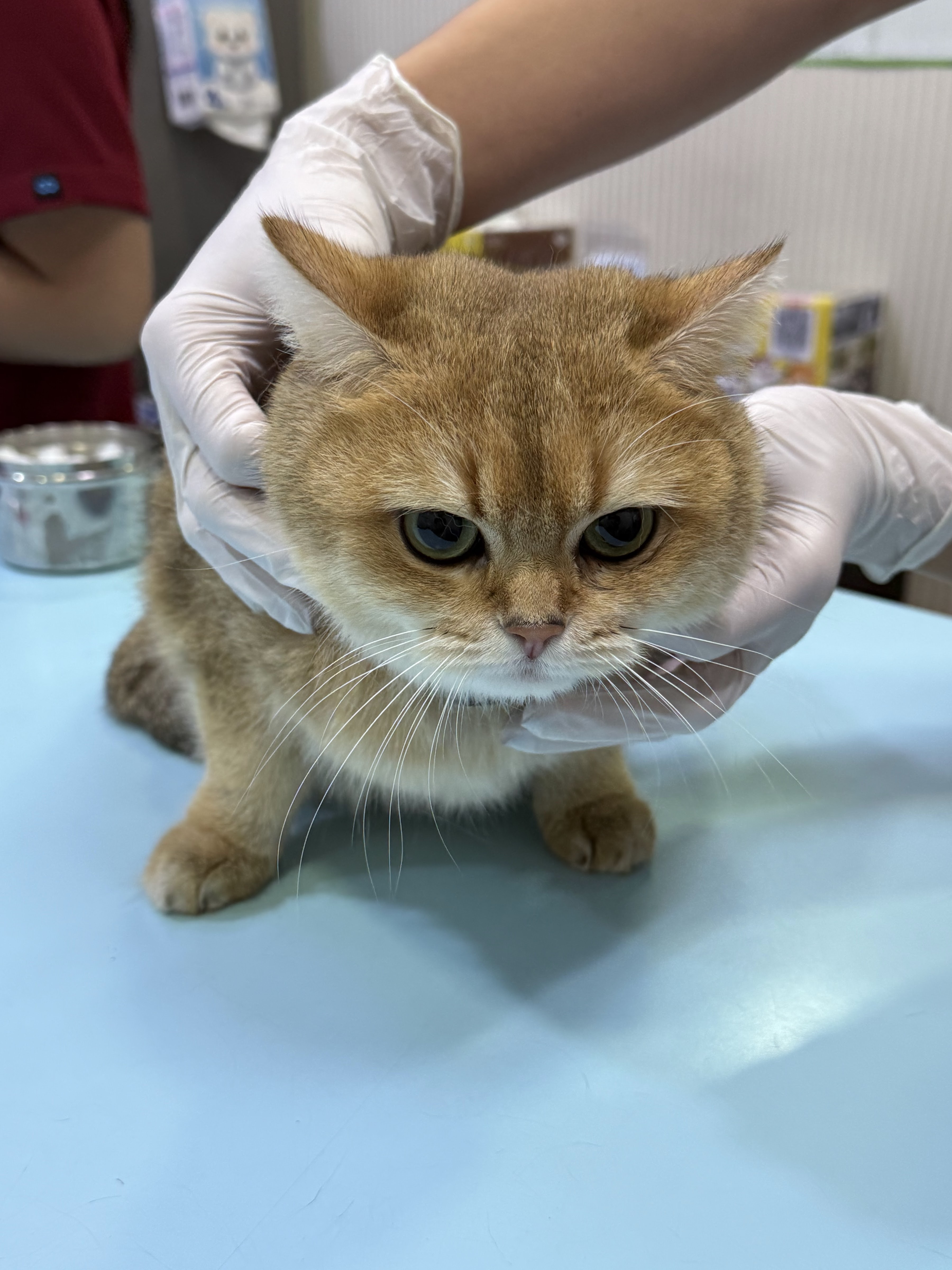 Crystal Pet Hospital Gen.2