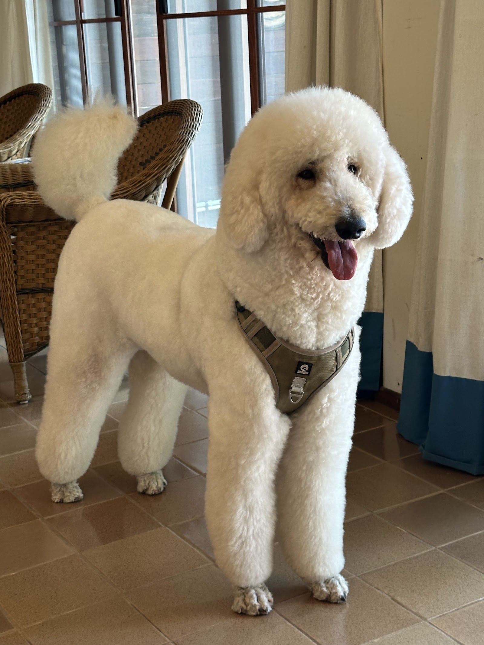 Dog Guru
