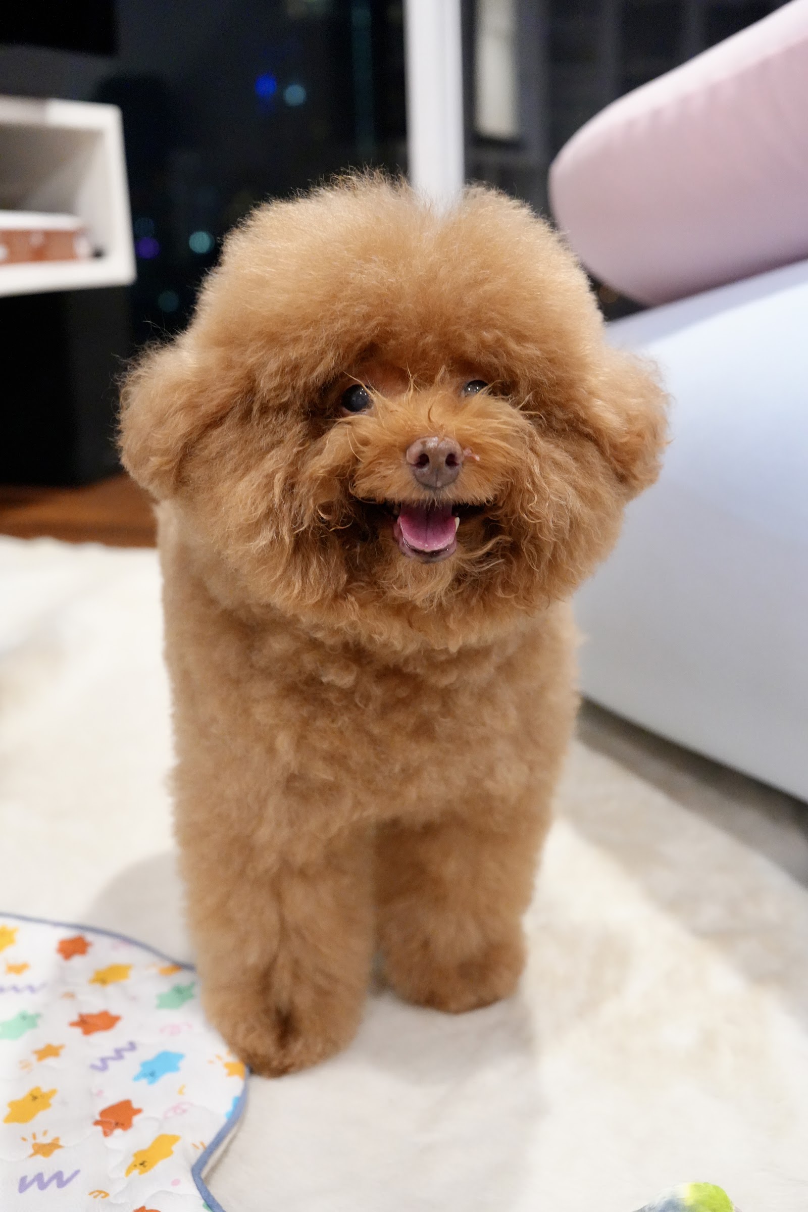 Dog Guru