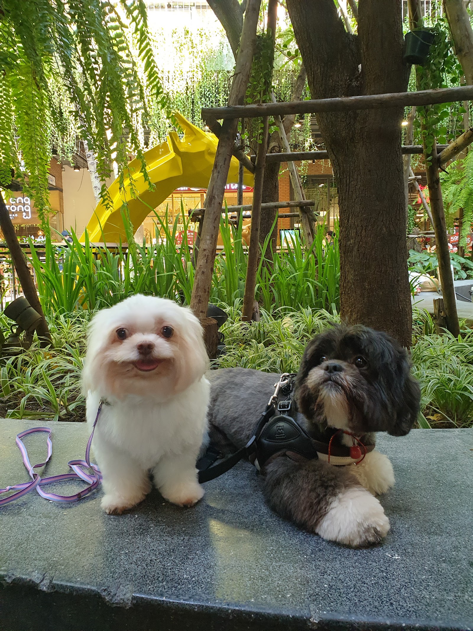Dog Idol 52