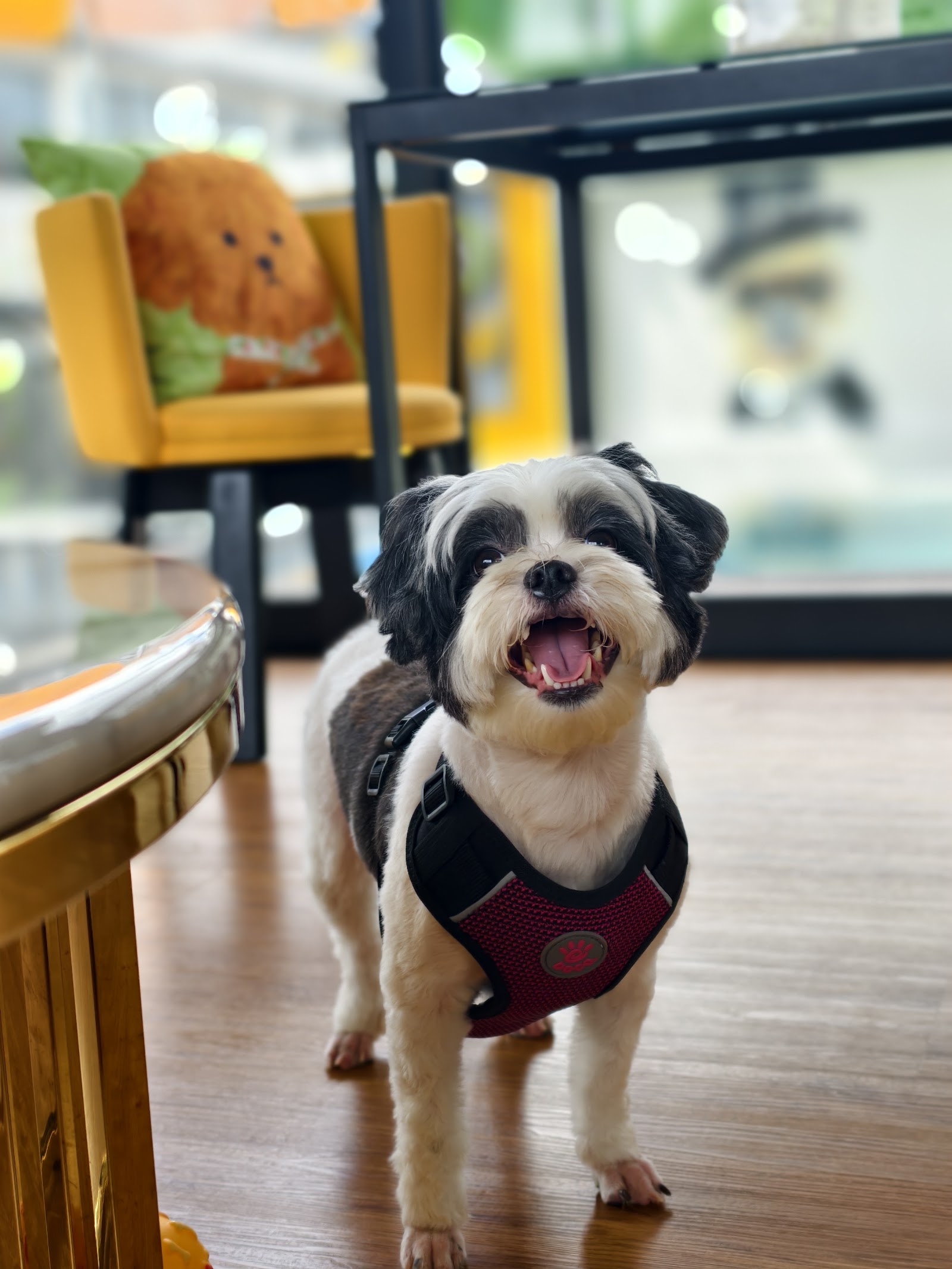 Dog Idol 52