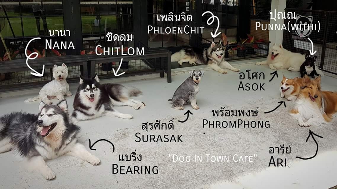 Dog in Town Ekkamai