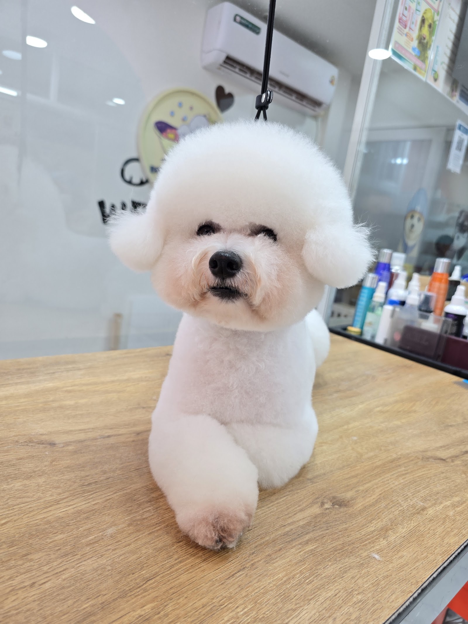 Dog Life Salon BKK