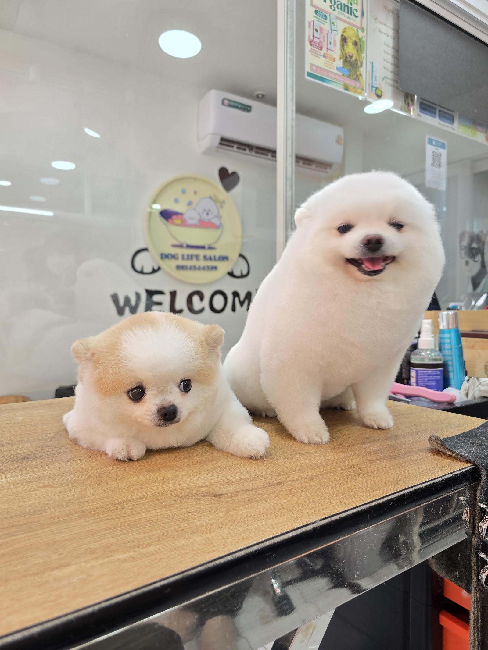 Dog Life Salon BKK