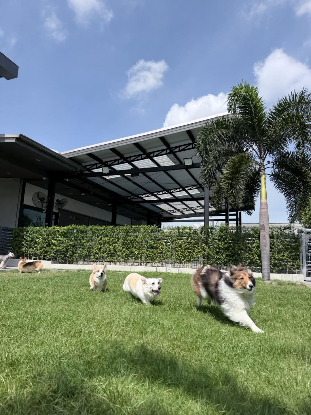 dogdaysbkk
