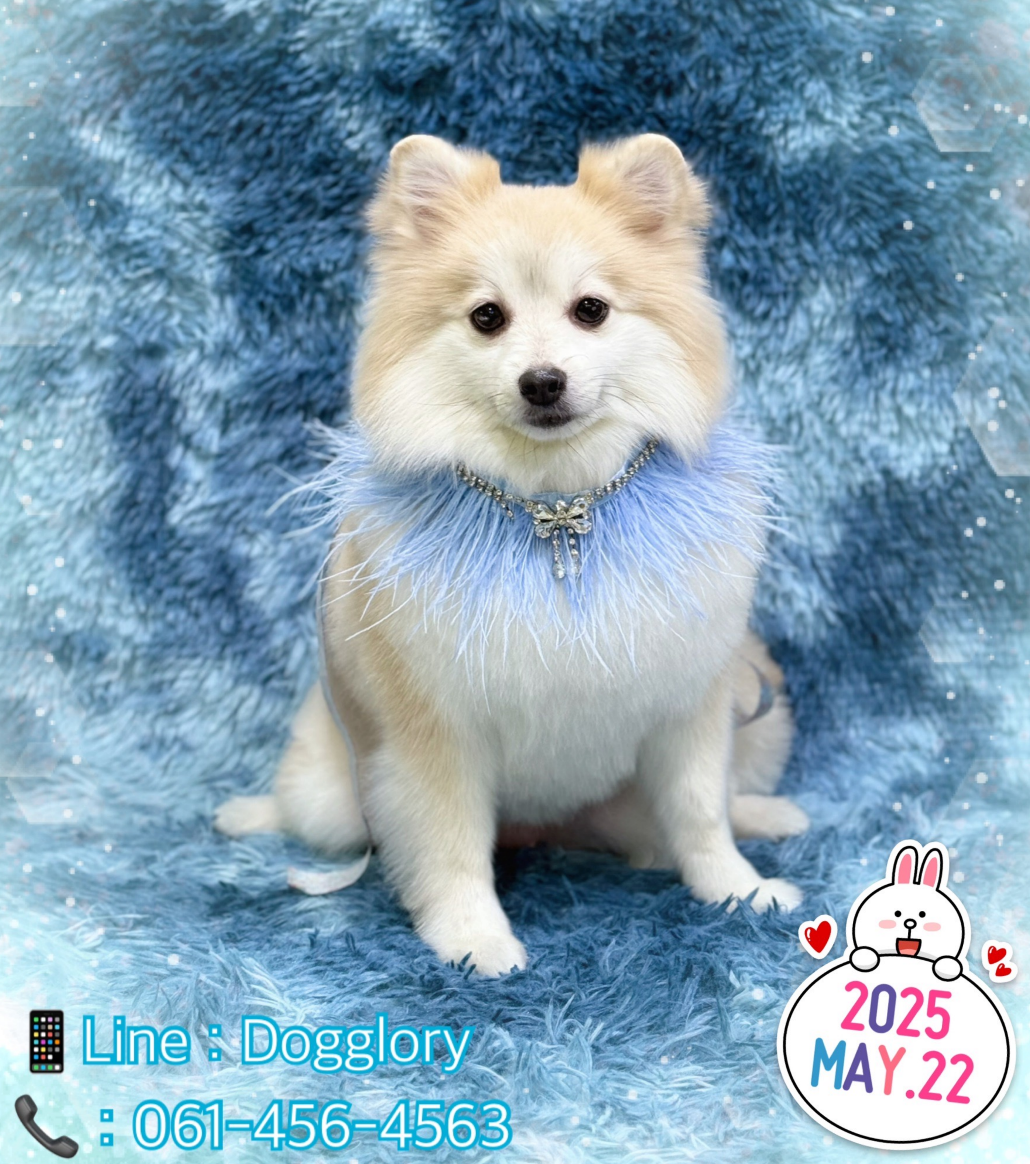 Dogglory petshop & grooming center