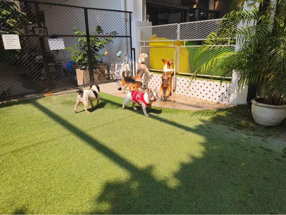 DOGS TALE Bangkok