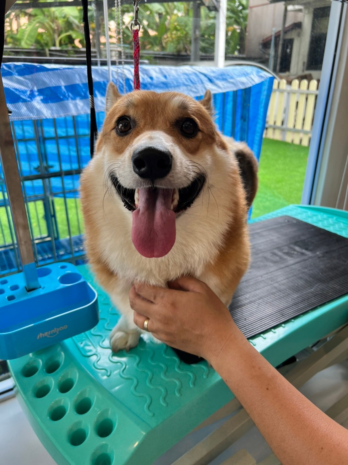 Dogstar grooming