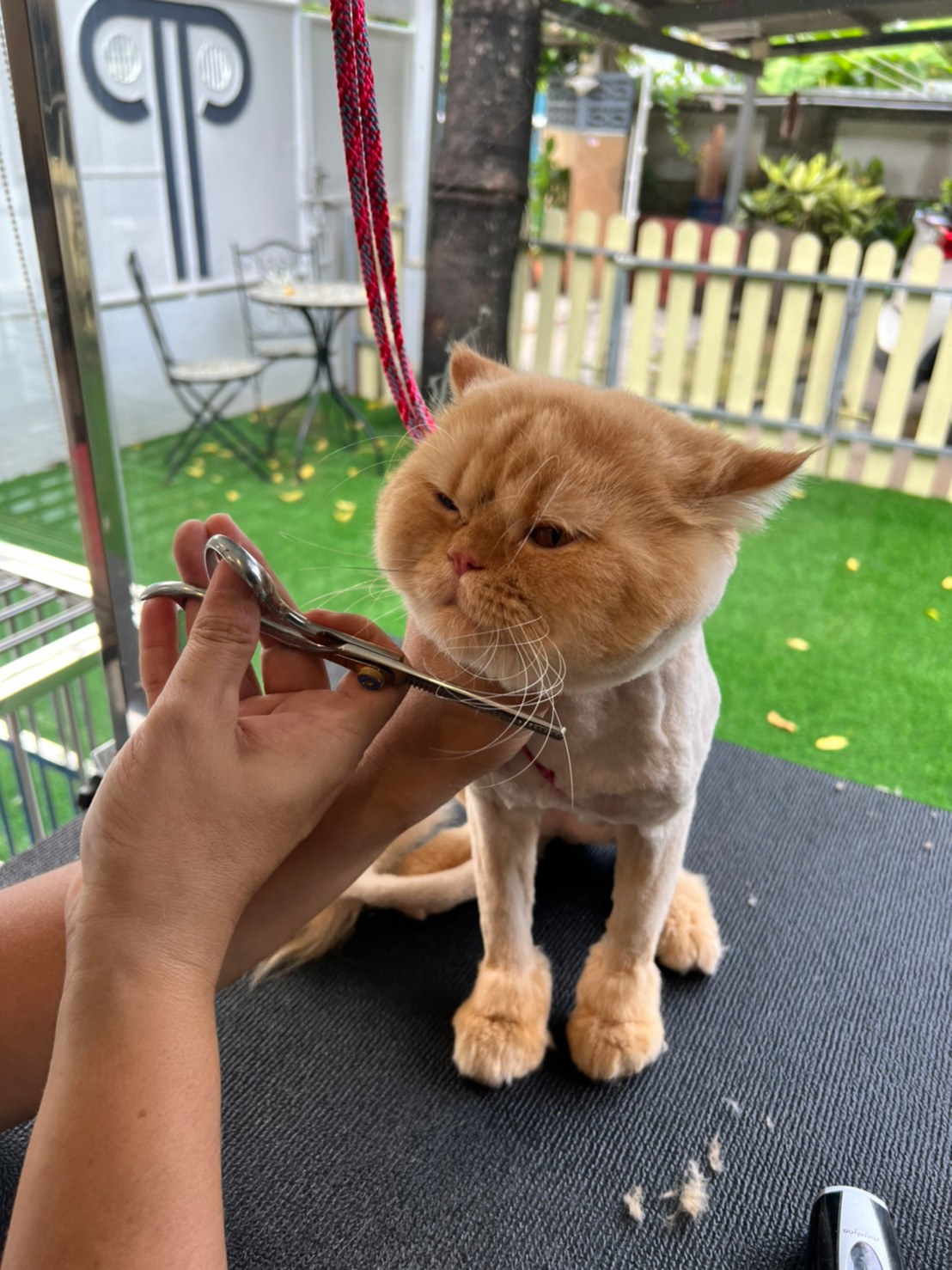 Dogstar grooming